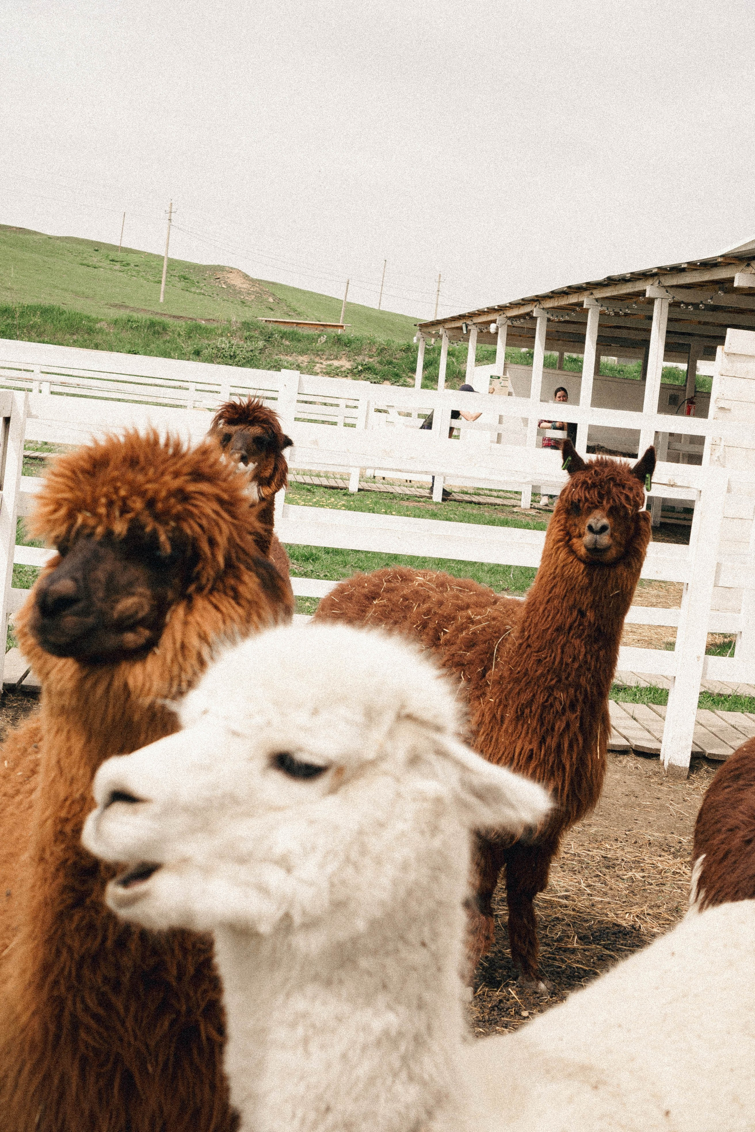Ферма Альпак. Профессиональный фотограф, Санкт-Петербург — Виктория Богомолова