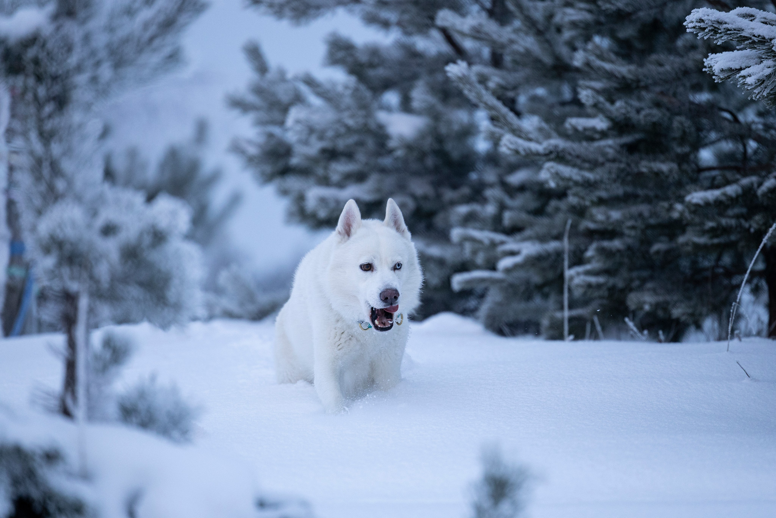 Суоранда. Фотограф-анималист Анна Маринич