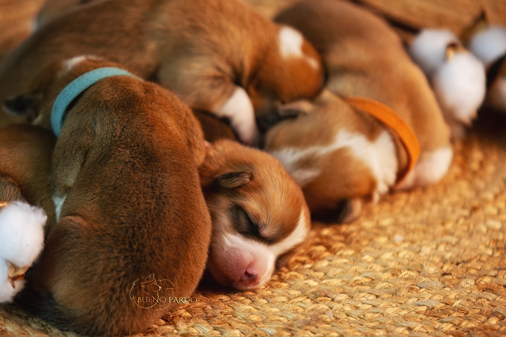 Щенки вельш корги пемброк из питомника. Питомник собак Акита, Хаски, Корги