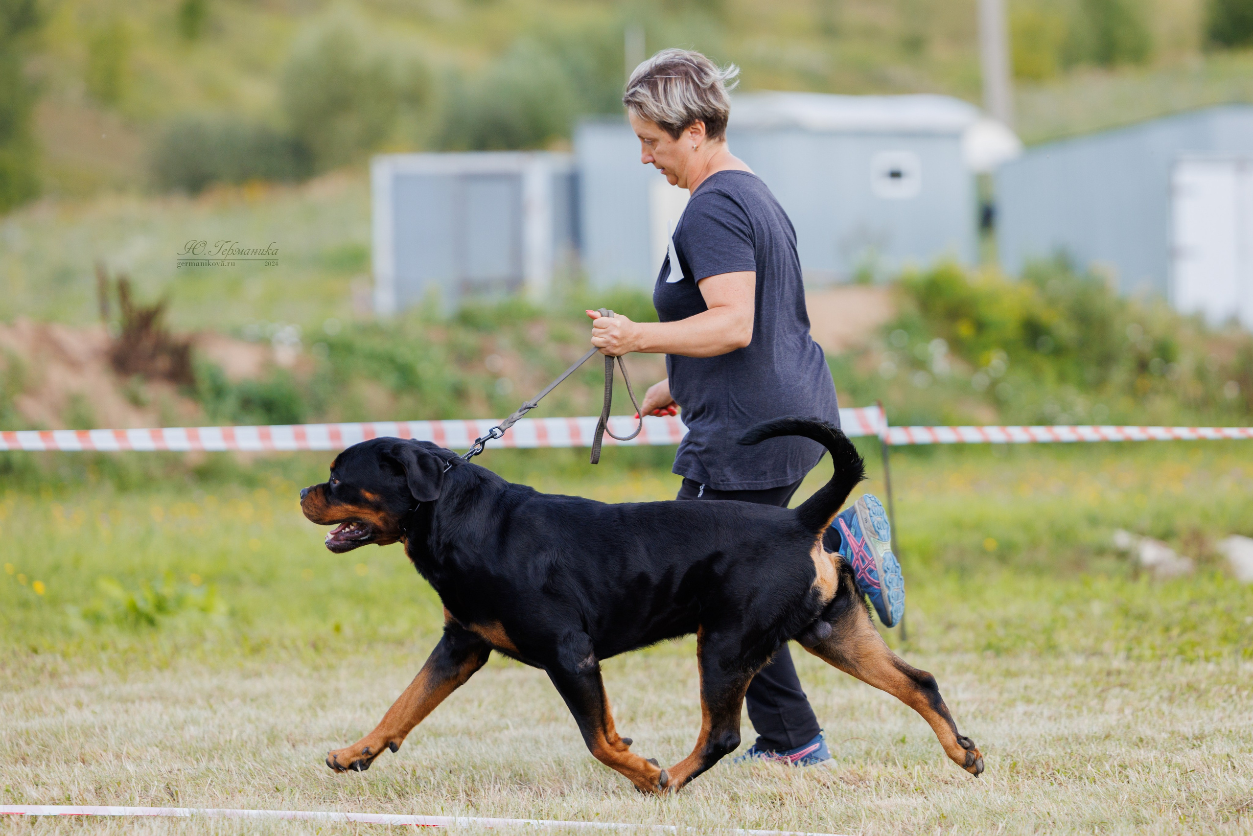 Рязань-Ховрино 10-11.08.2024 3хмоно ротвейлеров. Фотограф-анималист Юлия Германика