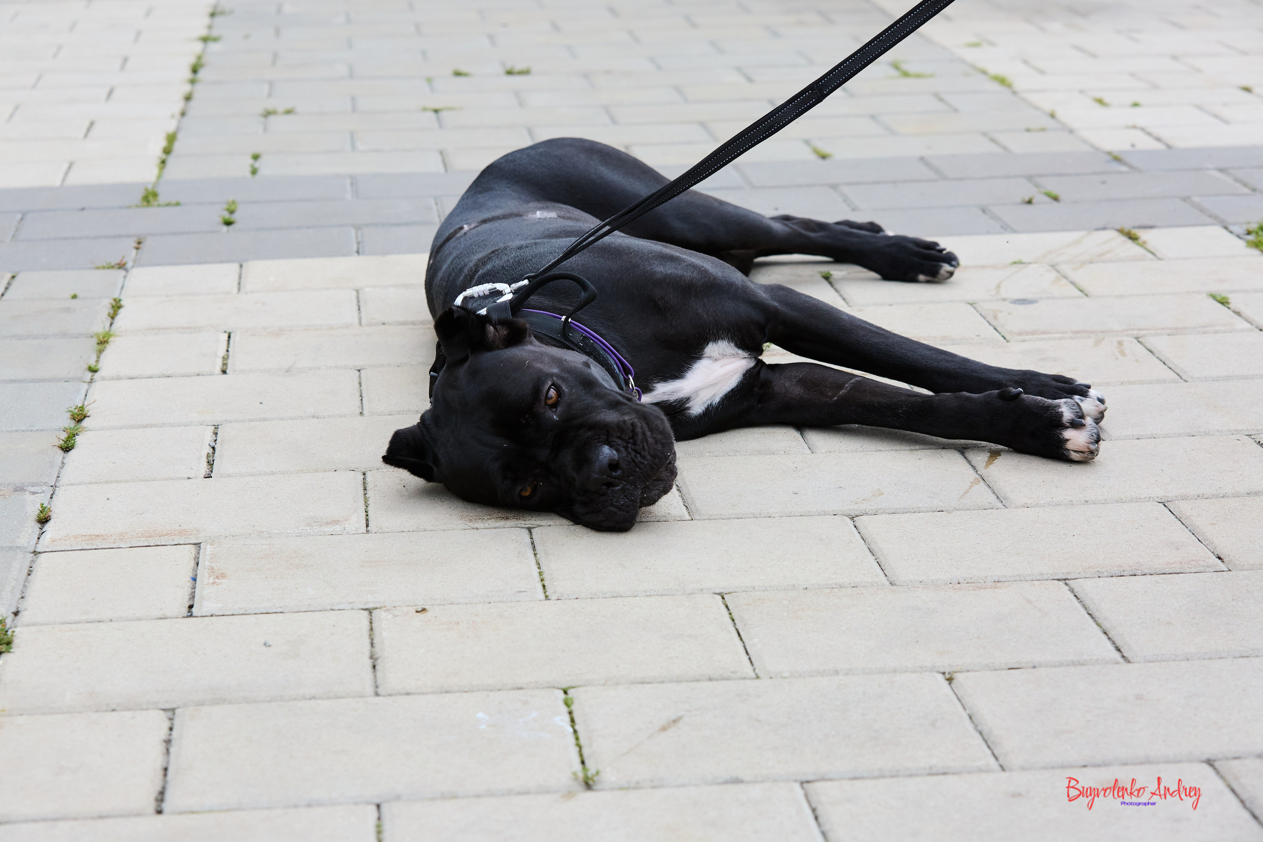 Проект фотопрогулка с хвостиком. Buyvolenko Andrey