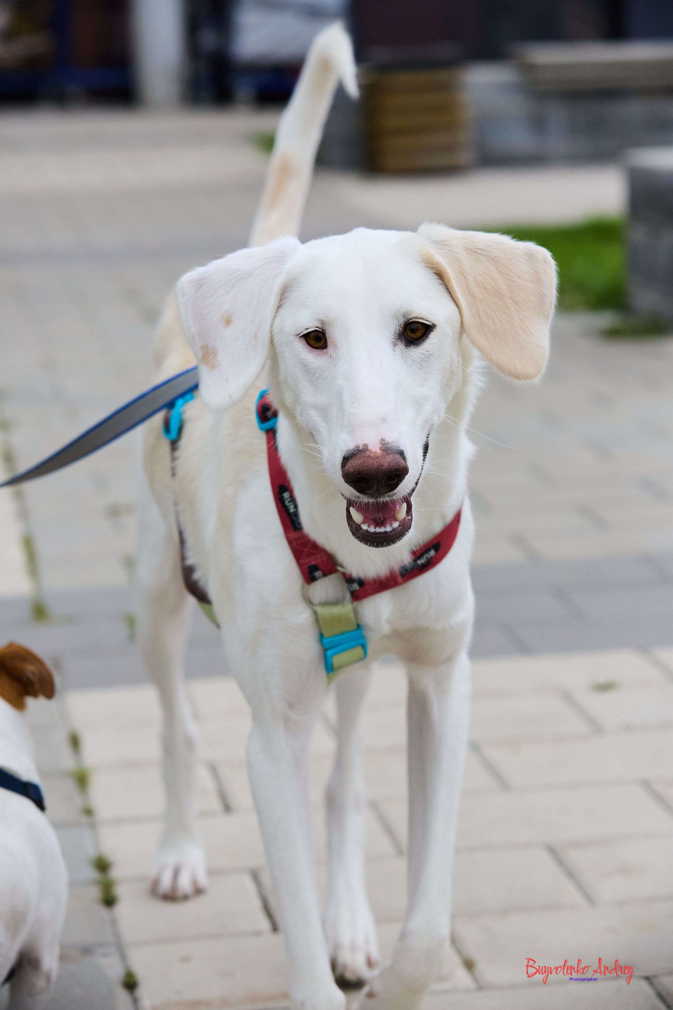 Проект фотопрогулка с хвостиком. Buyvolenko Andrey