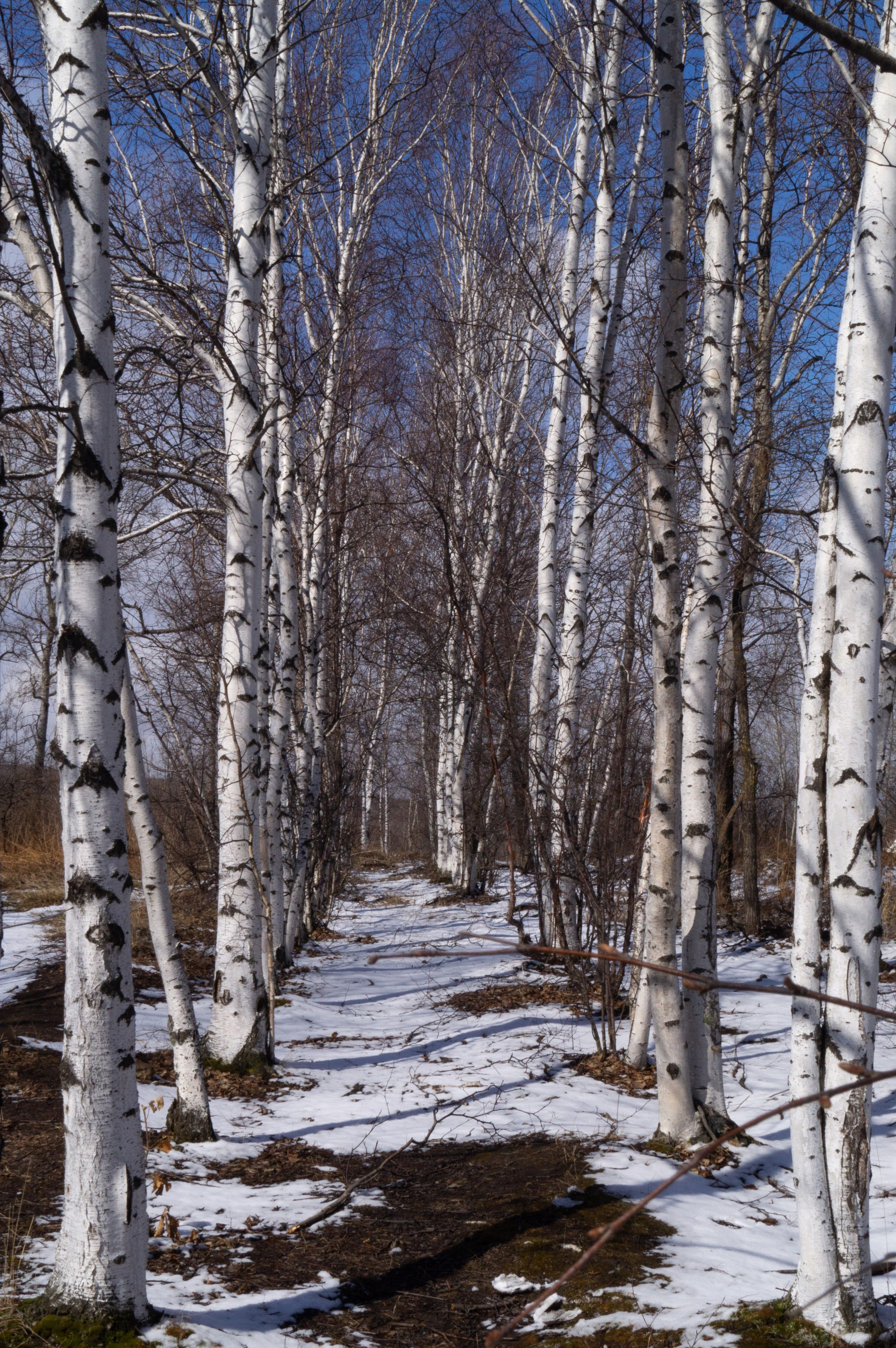 дачи, город, архитектура, стрит, репортажная фотография, фотография, Хабаровск, фотосессия, фотограф, дом, новостройка, улицы, жизнь города, town, art, photo, photographer, photo, Khabarovsk, Far East, street photo, природа, Дальний Восток, тайга, цветы, закат, небо, облака, nature, clouds, forest, flower, sunset, river, река