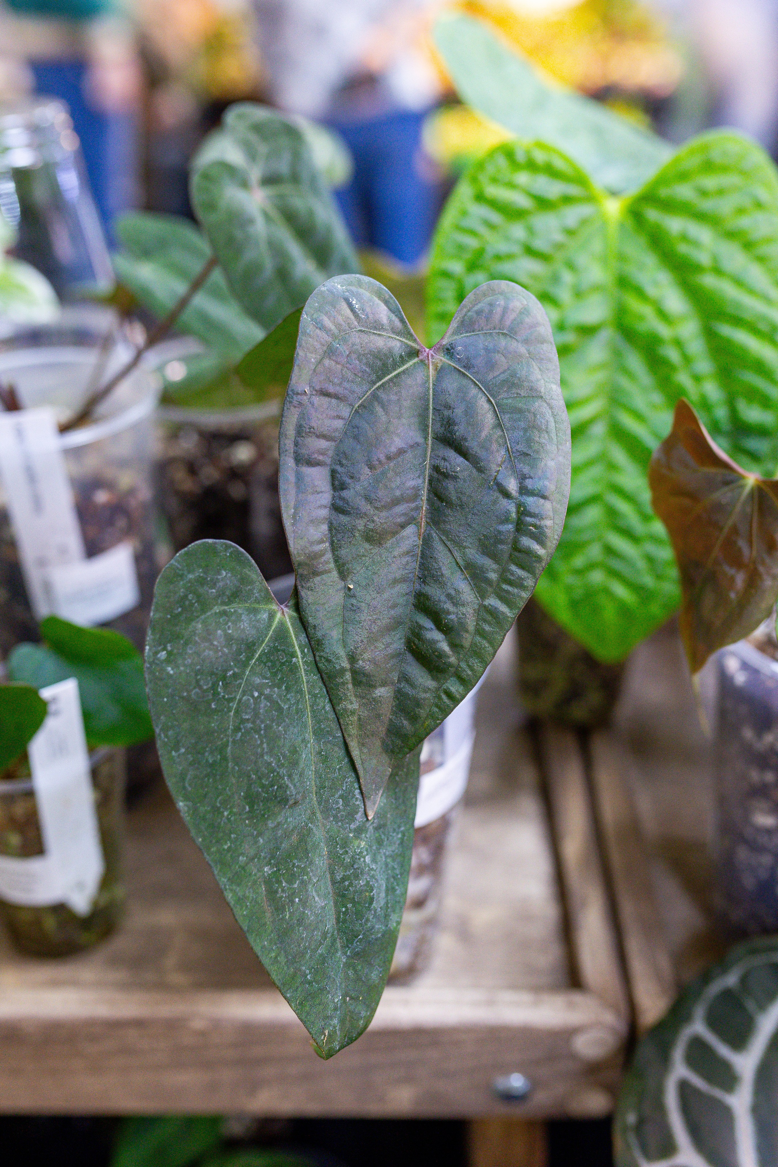 Орхидиум 12.2025. Александра Куликова фотограф, Москва