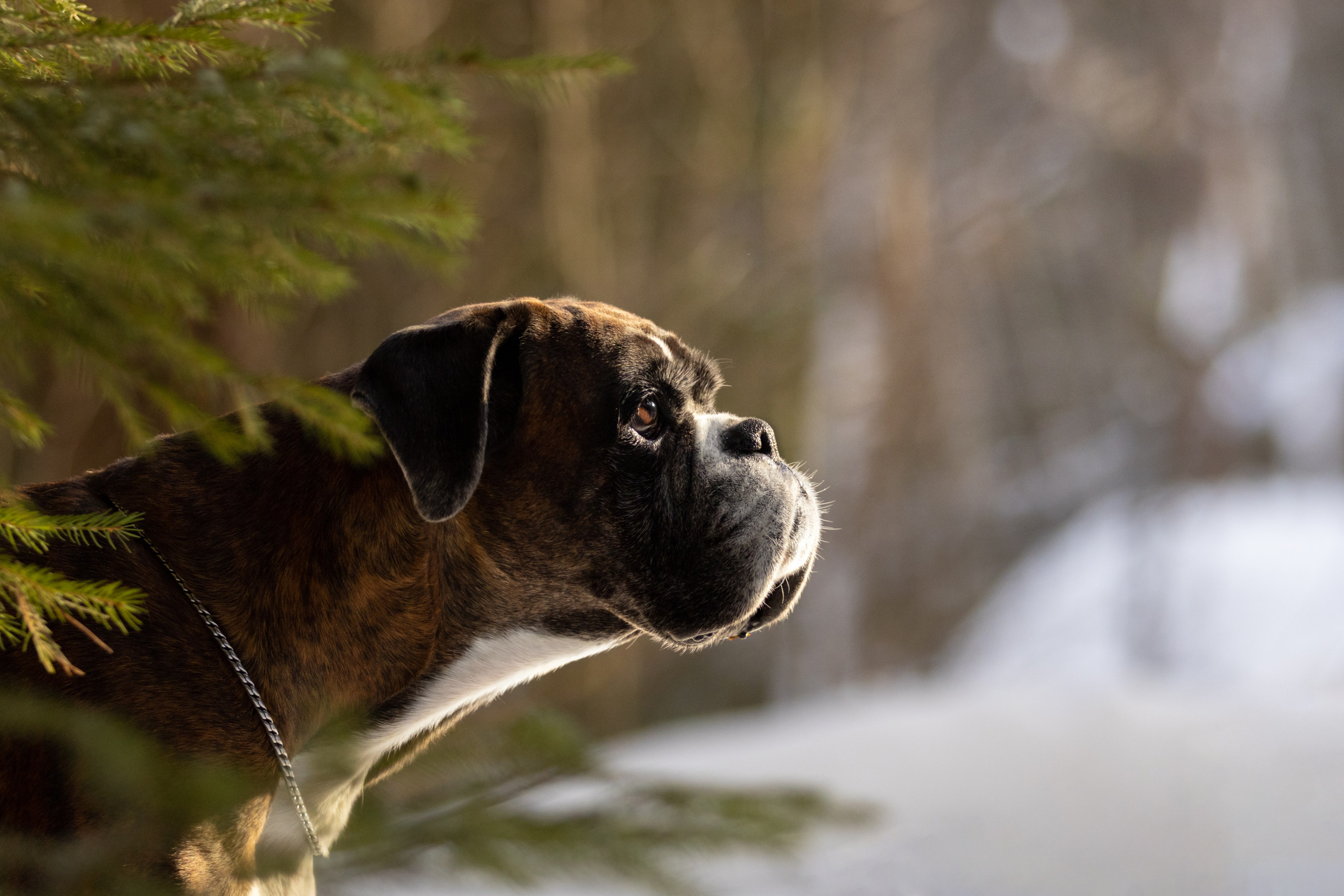 Фотограф — анималист в Москве и области Ольга Петракова