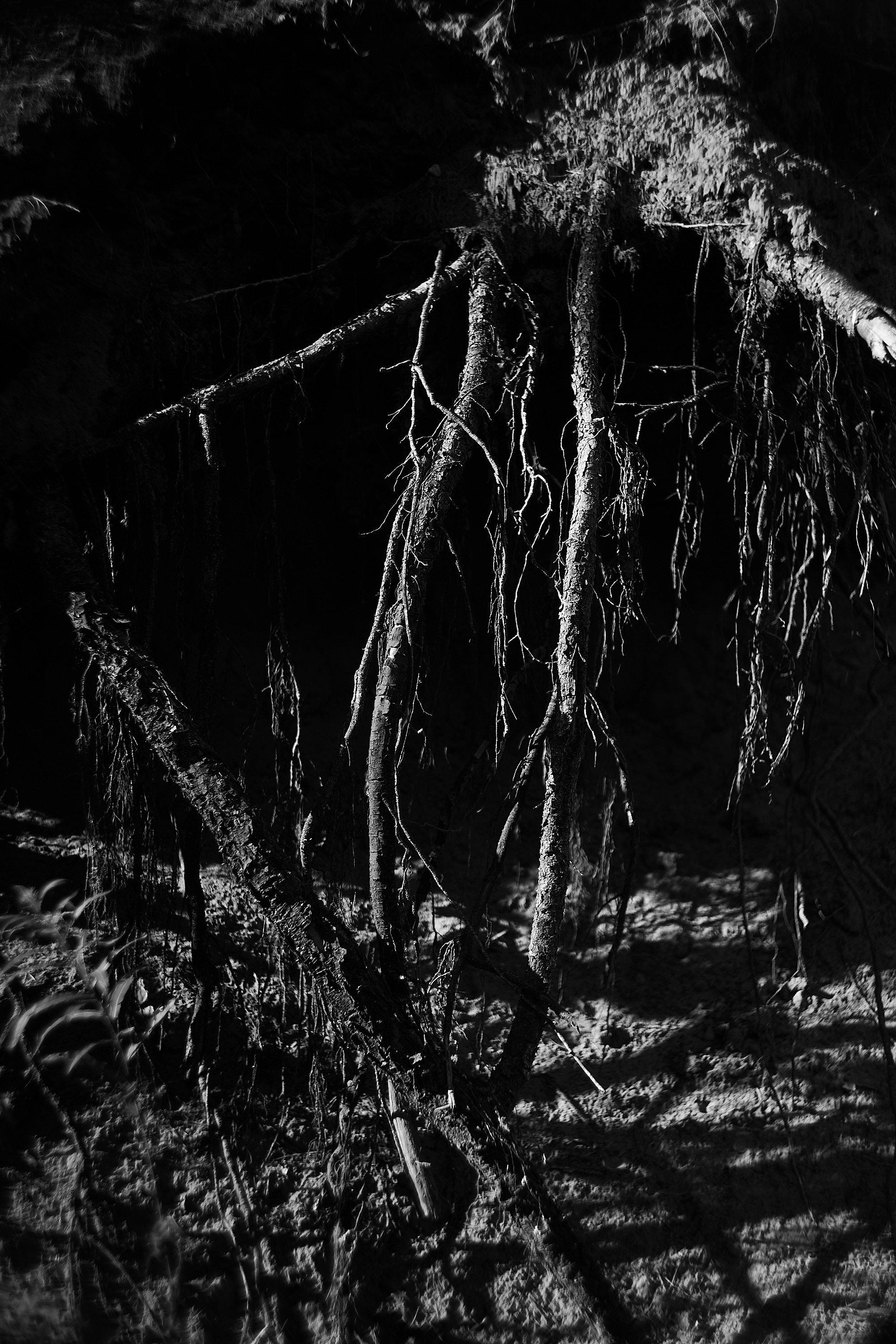 Формы Дерева 22г -…. Фотограф и оператор мероприятий, концертов и портретов в городе Москва