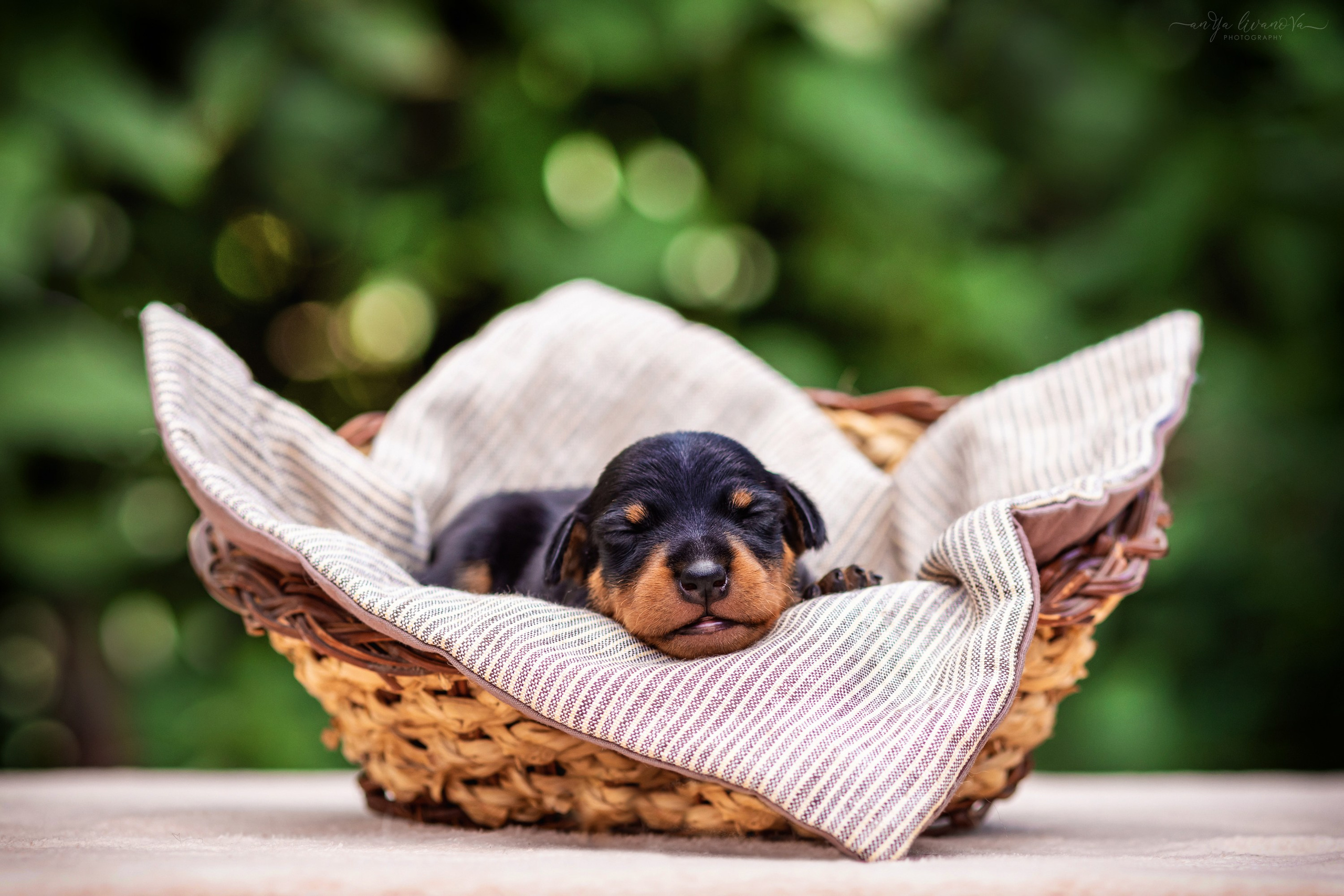 Малыши пинчеры. Фотограф анималист Аня Ливанова | Рыбинск