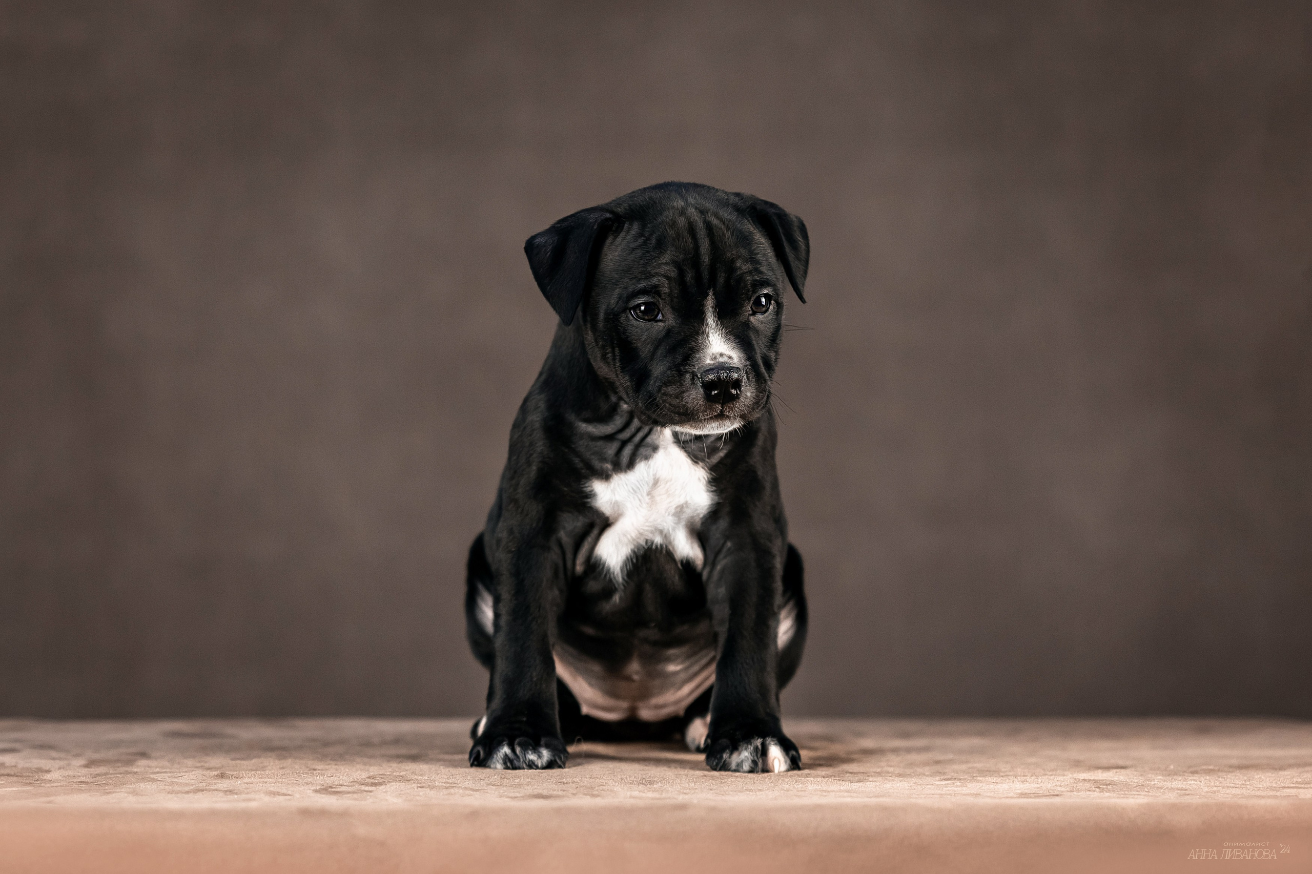 Стаффи. Фотограф анималист Аня Ливанова | Рыбинск