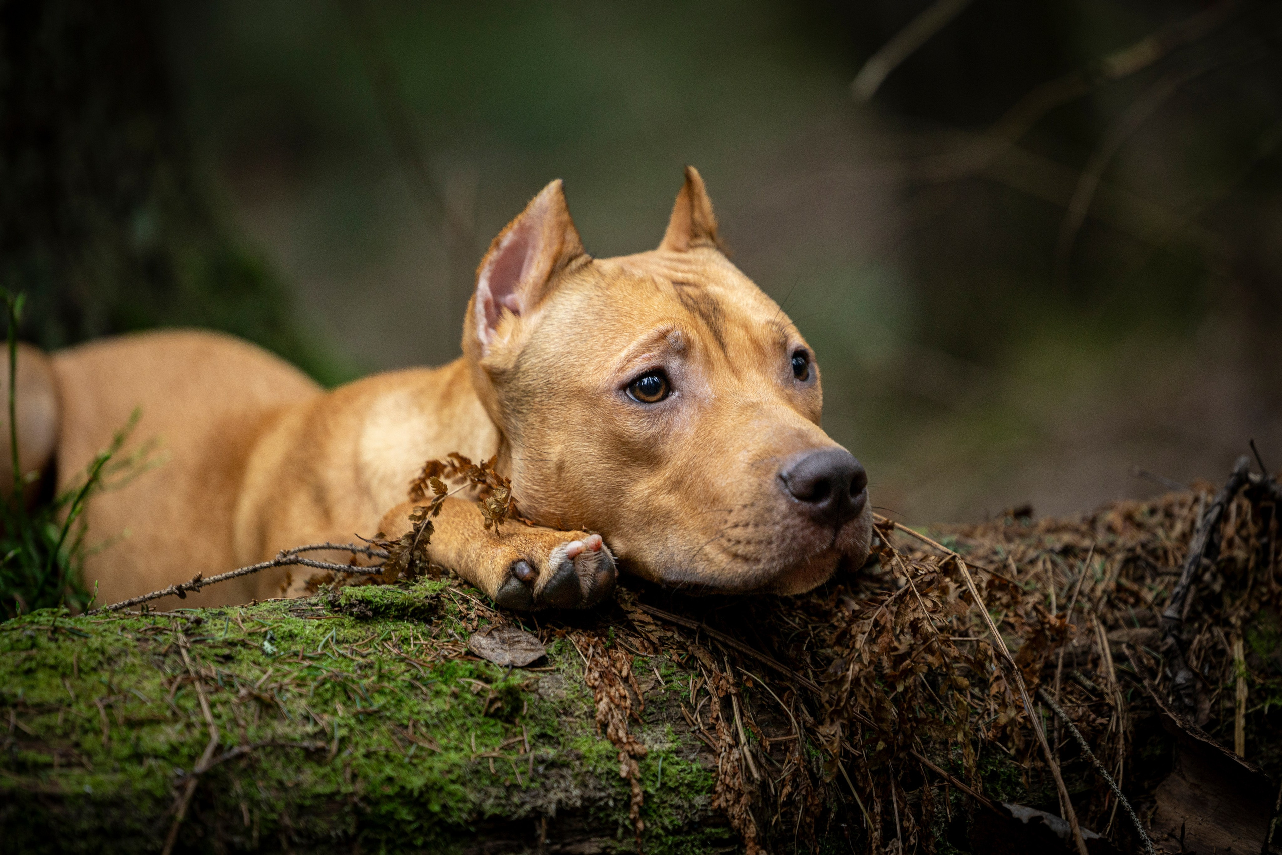 Миура. Фотограф-анималист Анна Маринич