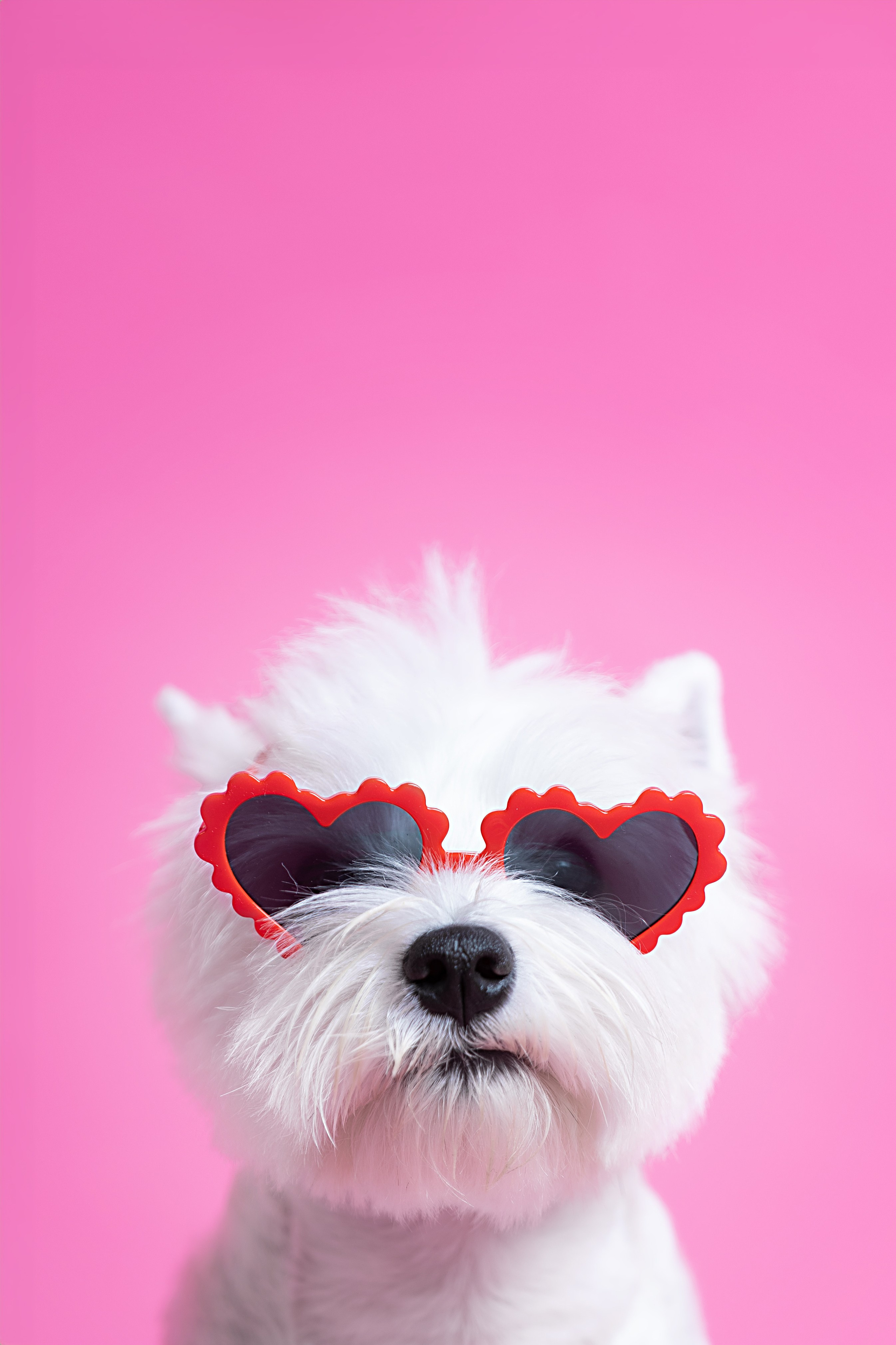 Ханна. Фотограф анималист Кристина Карпова, Москва