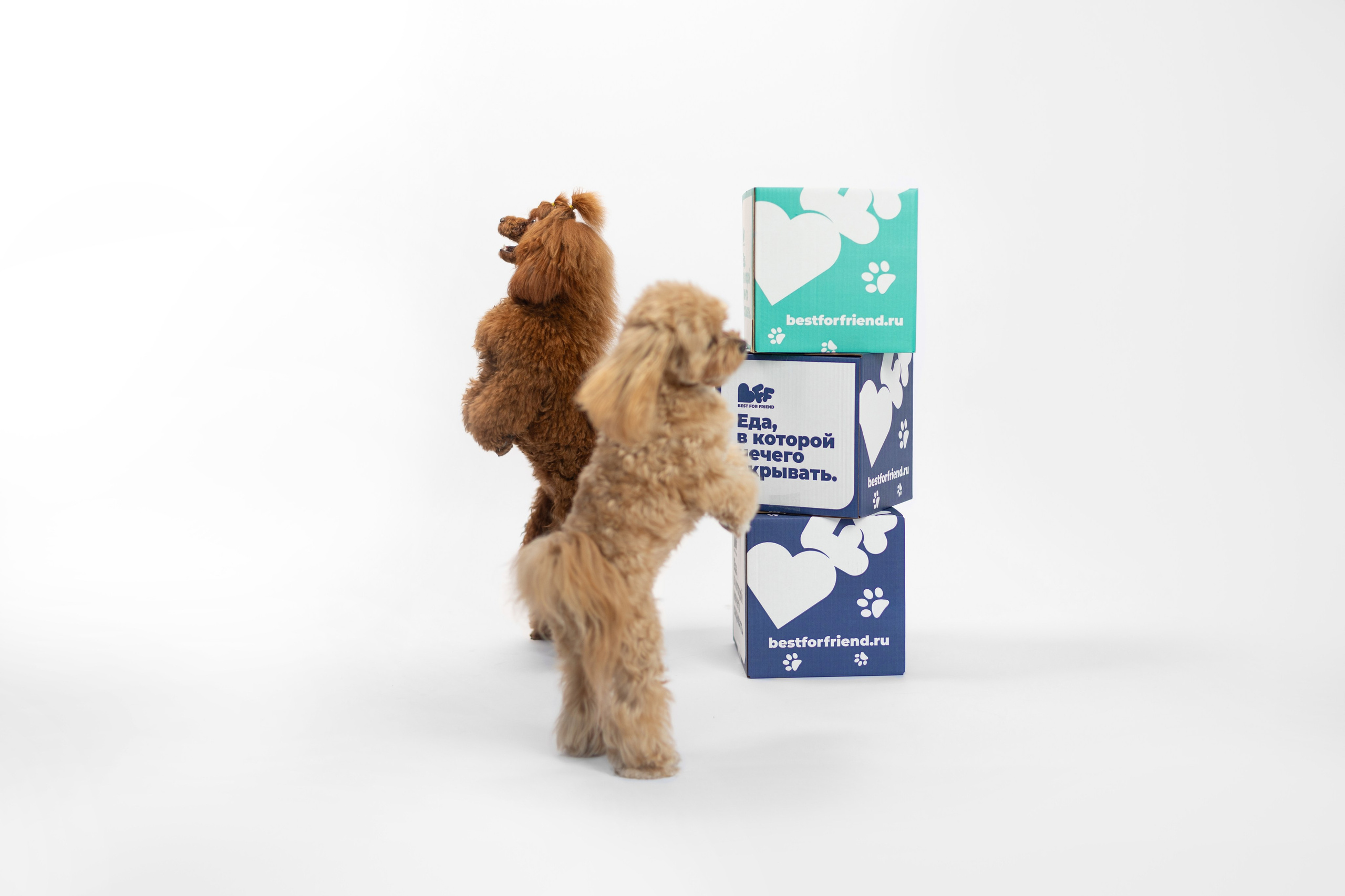 Best for friend (BFF). Фотограф анималист Кристина Карпова, Москва