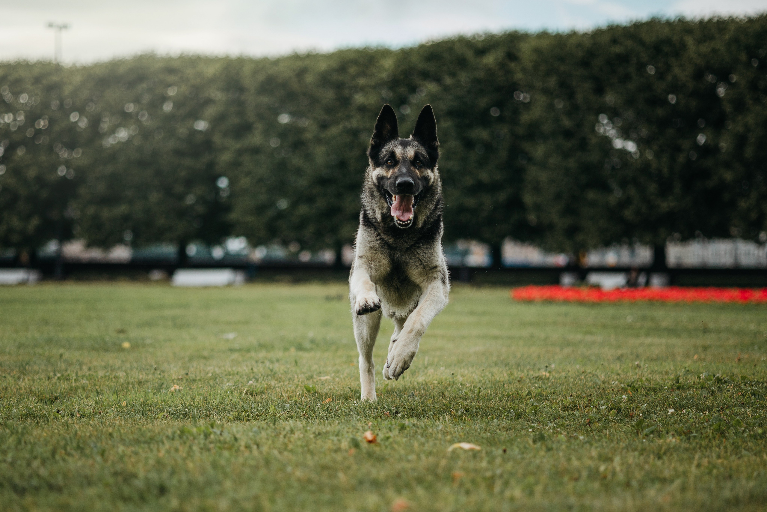 Рей и Ксения. Фотограф — Анималист | Санкт-Петербург