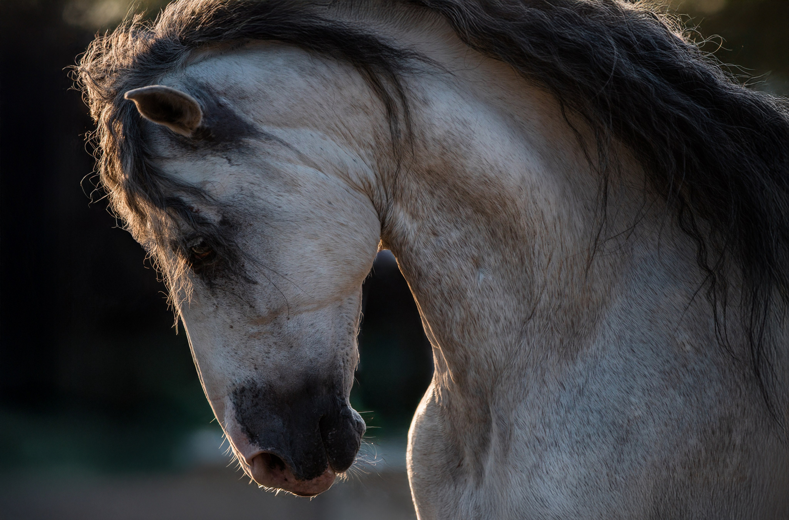 Разное. Фотограф-анималист Ксендзова Кристина