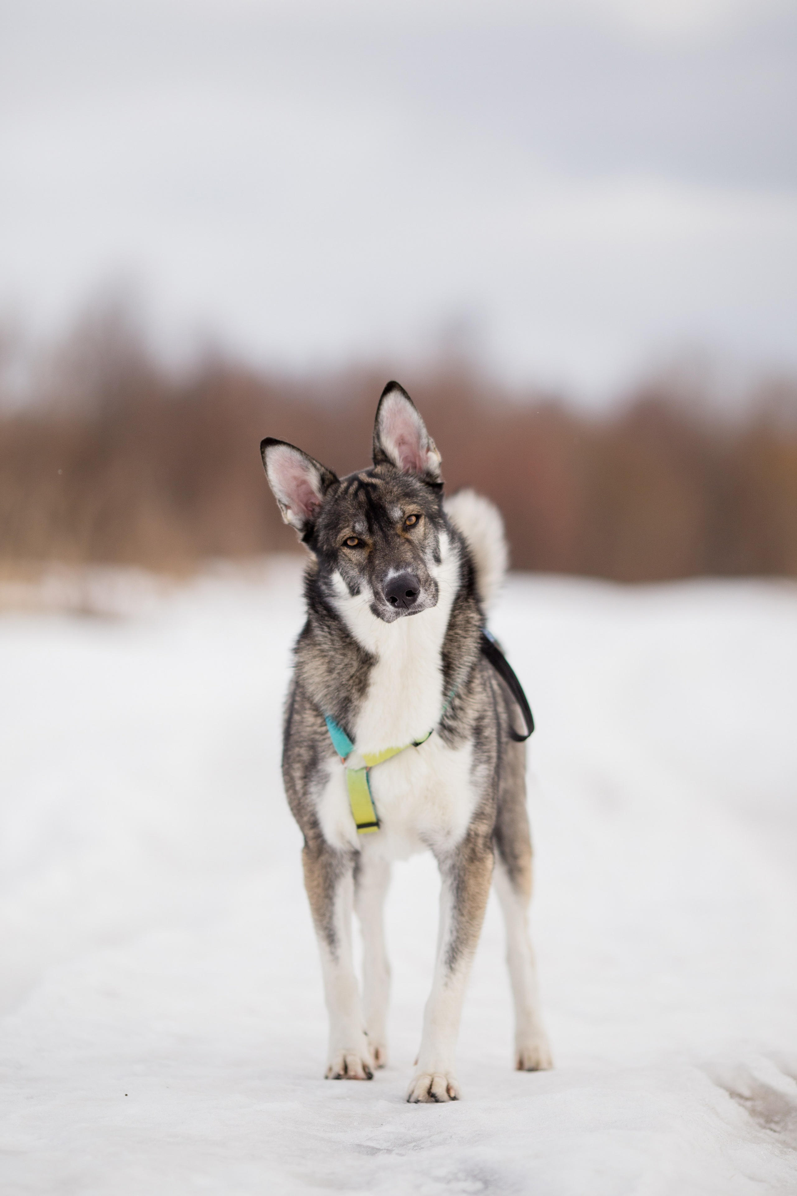Фотосессия с собакой в Архангельске