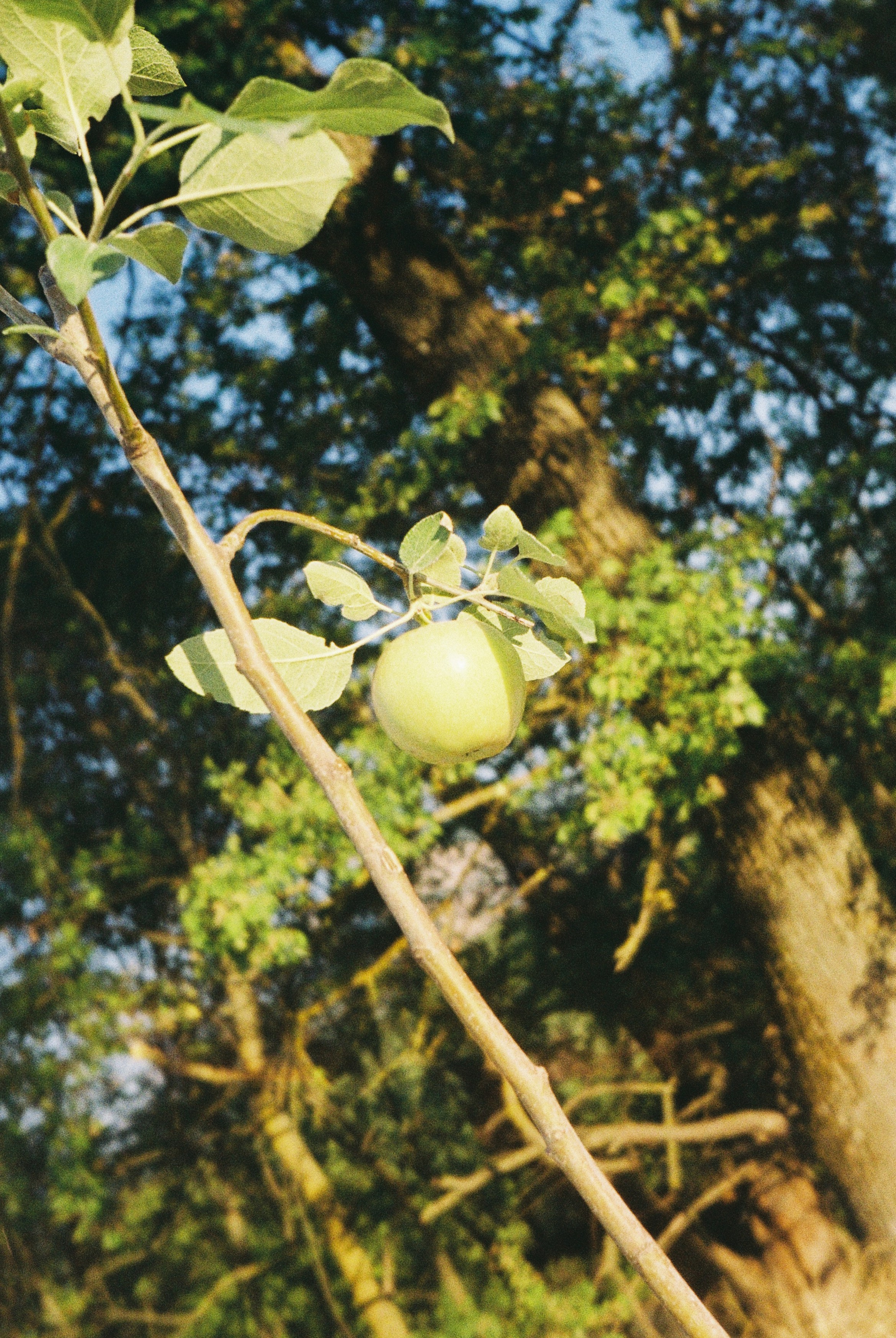 Шепот трав. Свадебный и семейный фотограф и видеограф, Крым, Москва, Санкт -Петербург
