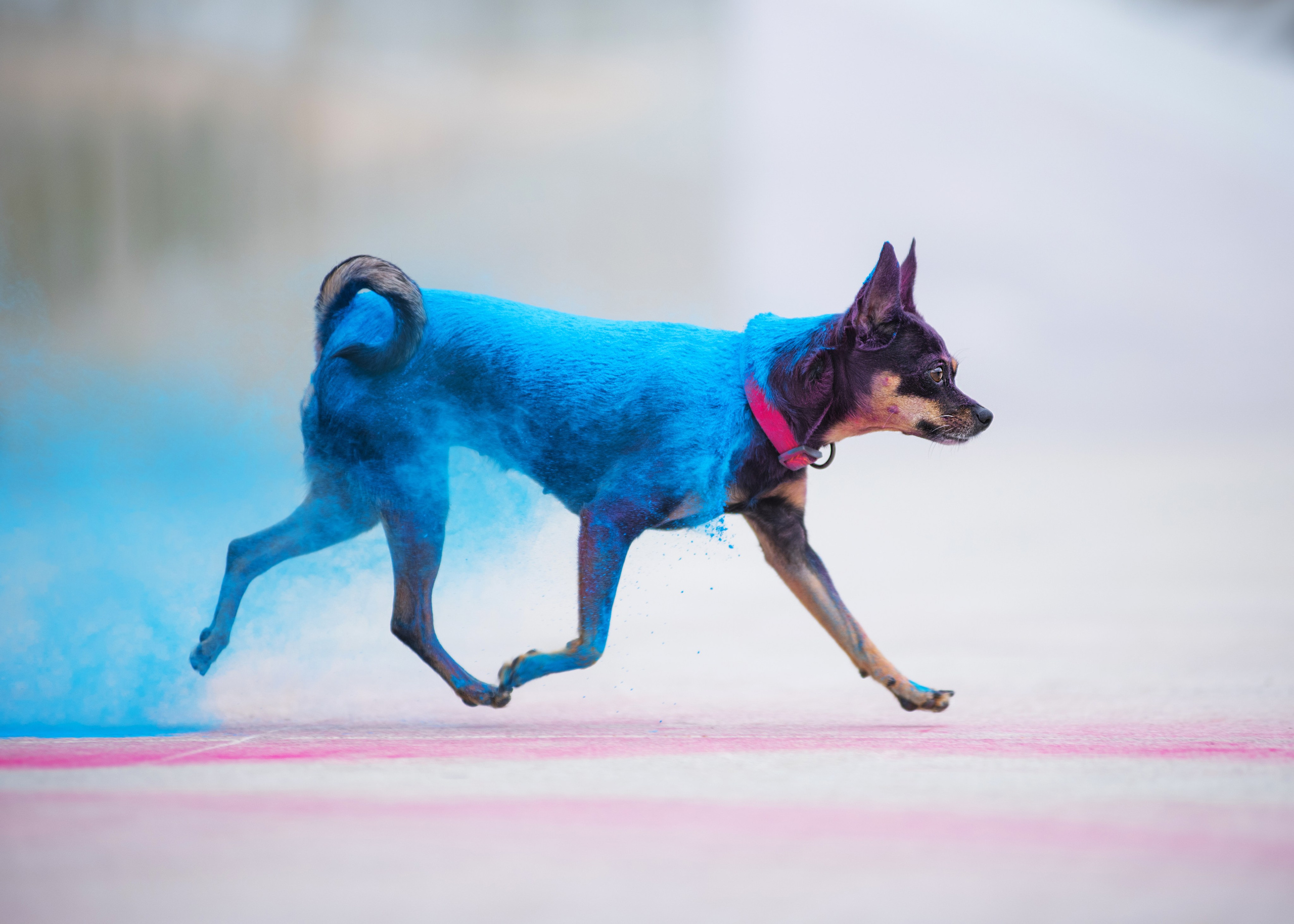 Мотя и краски холли. Дог-фотограф в Тюмени Александра Королева