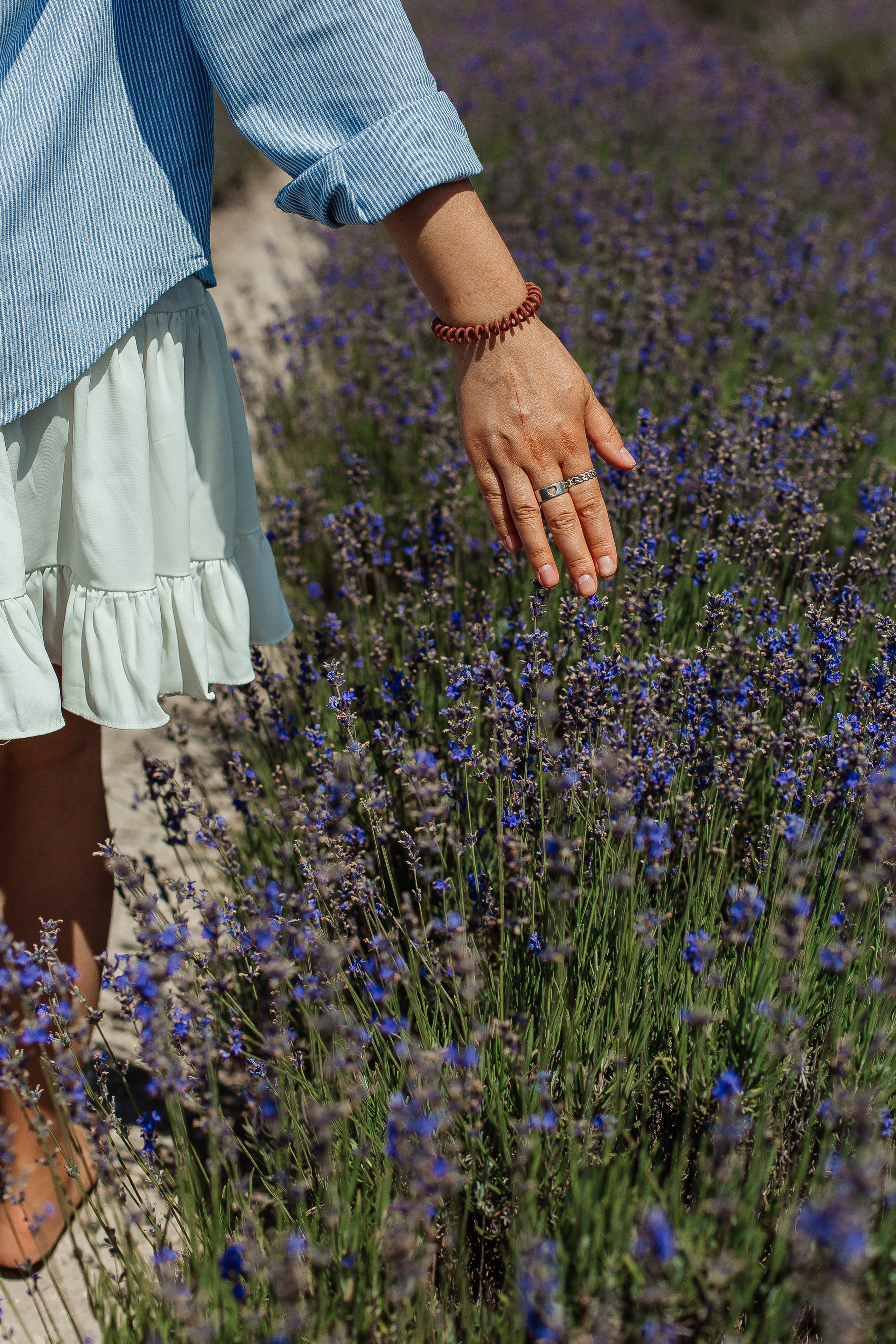 Лавандовые поля