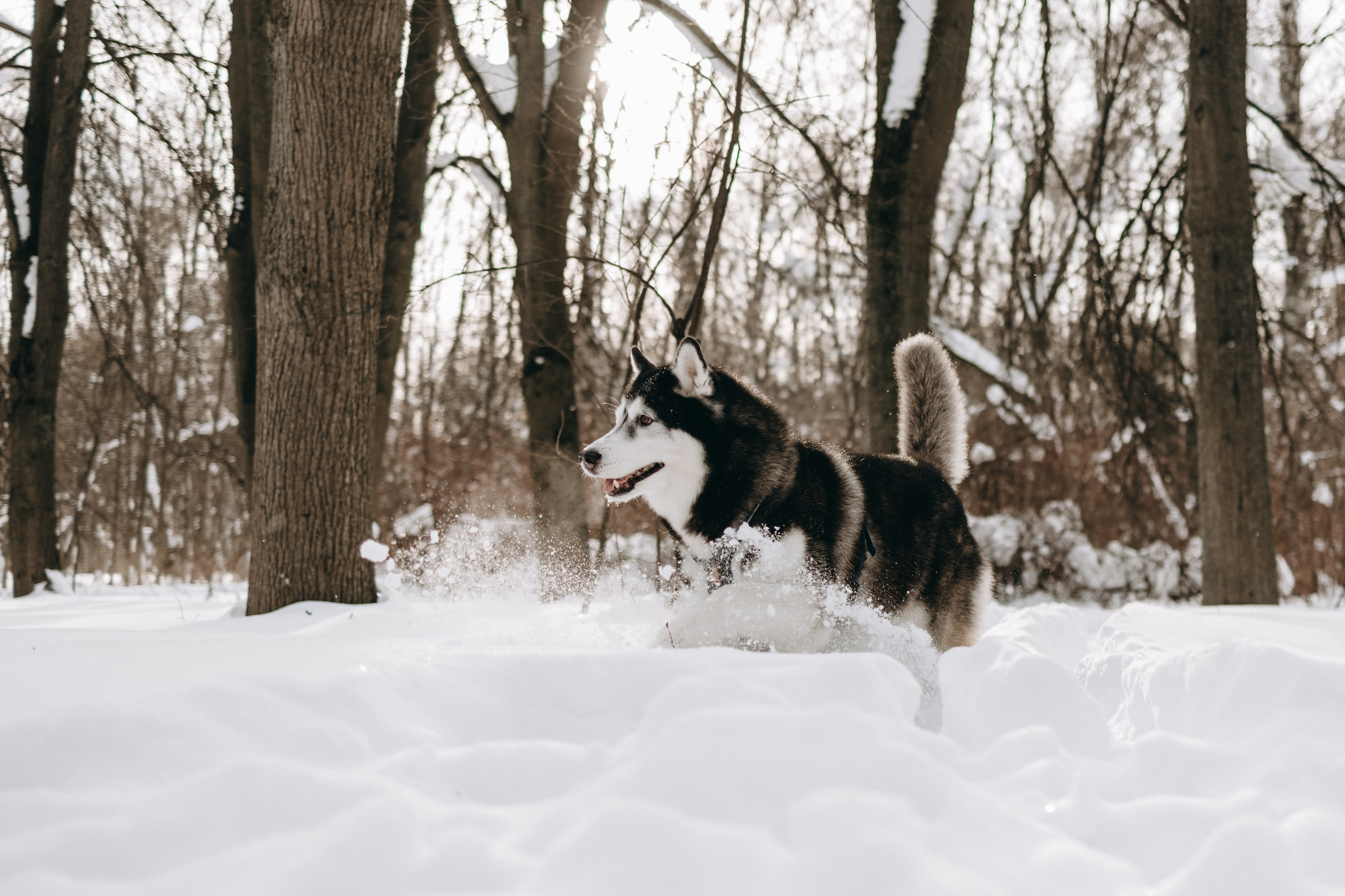 Вегас и его семья. Фотограф — Анималист | Санкт-Петербург