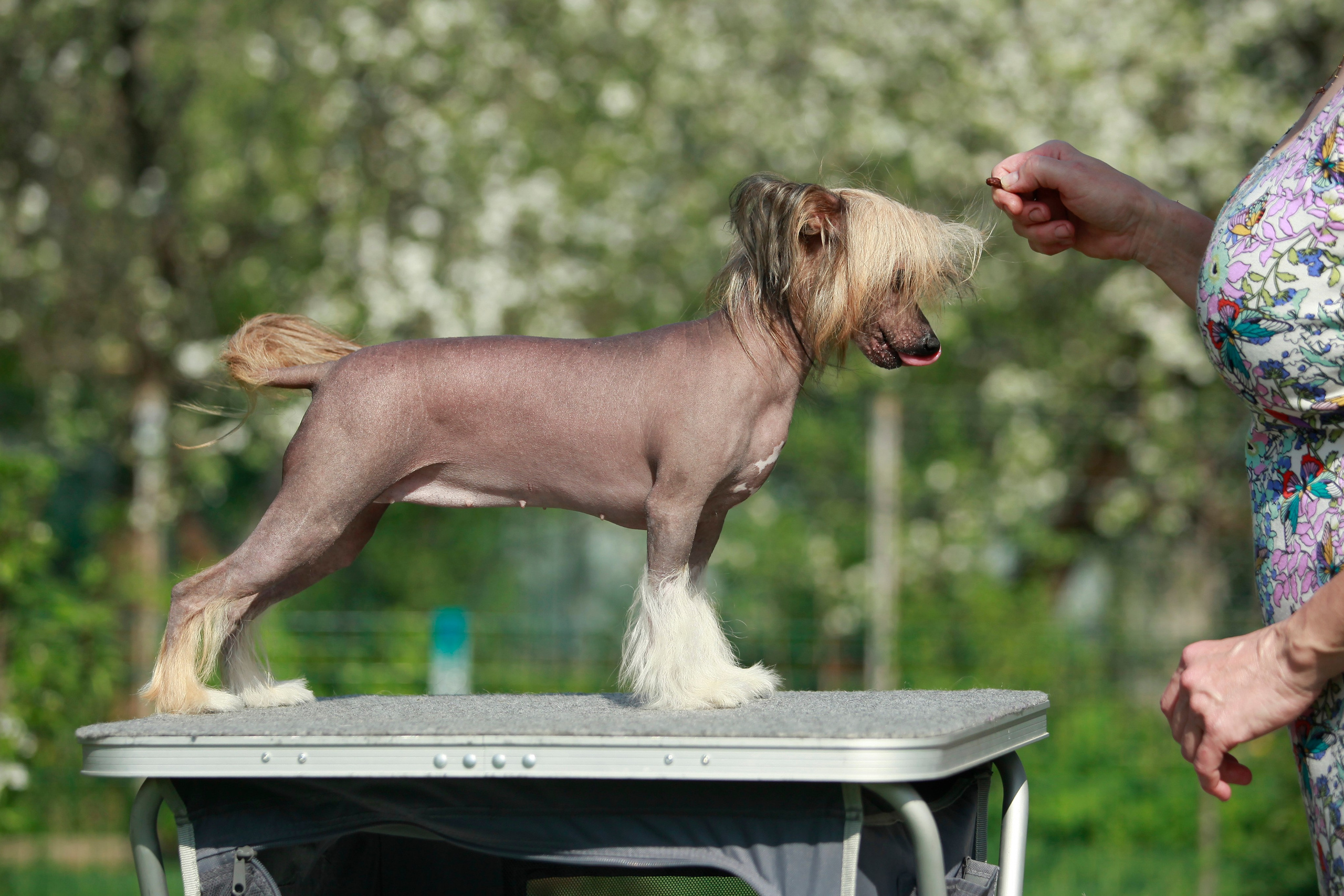 Фотосессия в Show Galaktika. Питомник китайских хохлатых собак Poale Ell: купить щенка в питомнике
