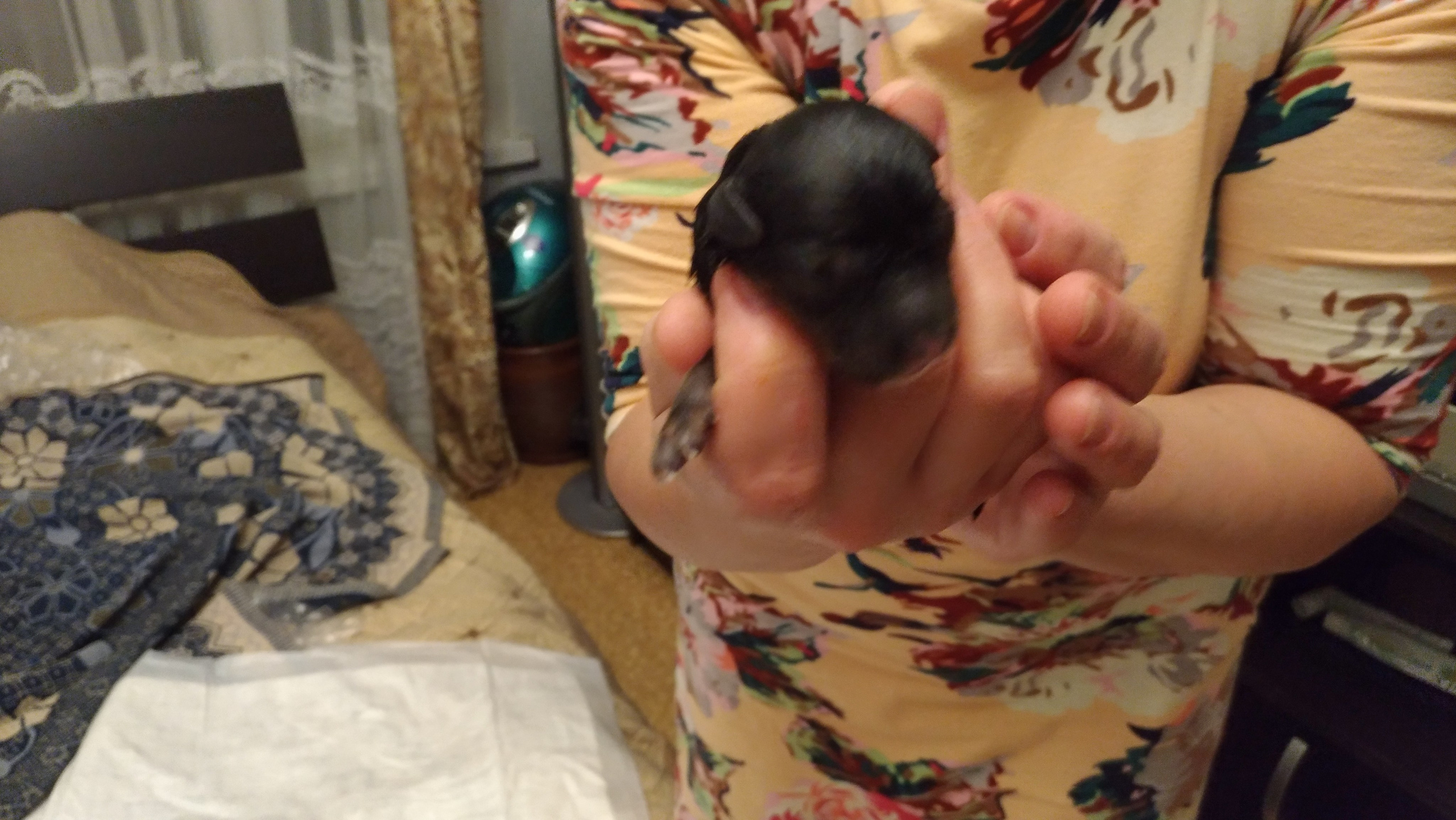 Помёт B. Питомник китайских хохлатых собак Poale Ell: купить щенка в питомнике