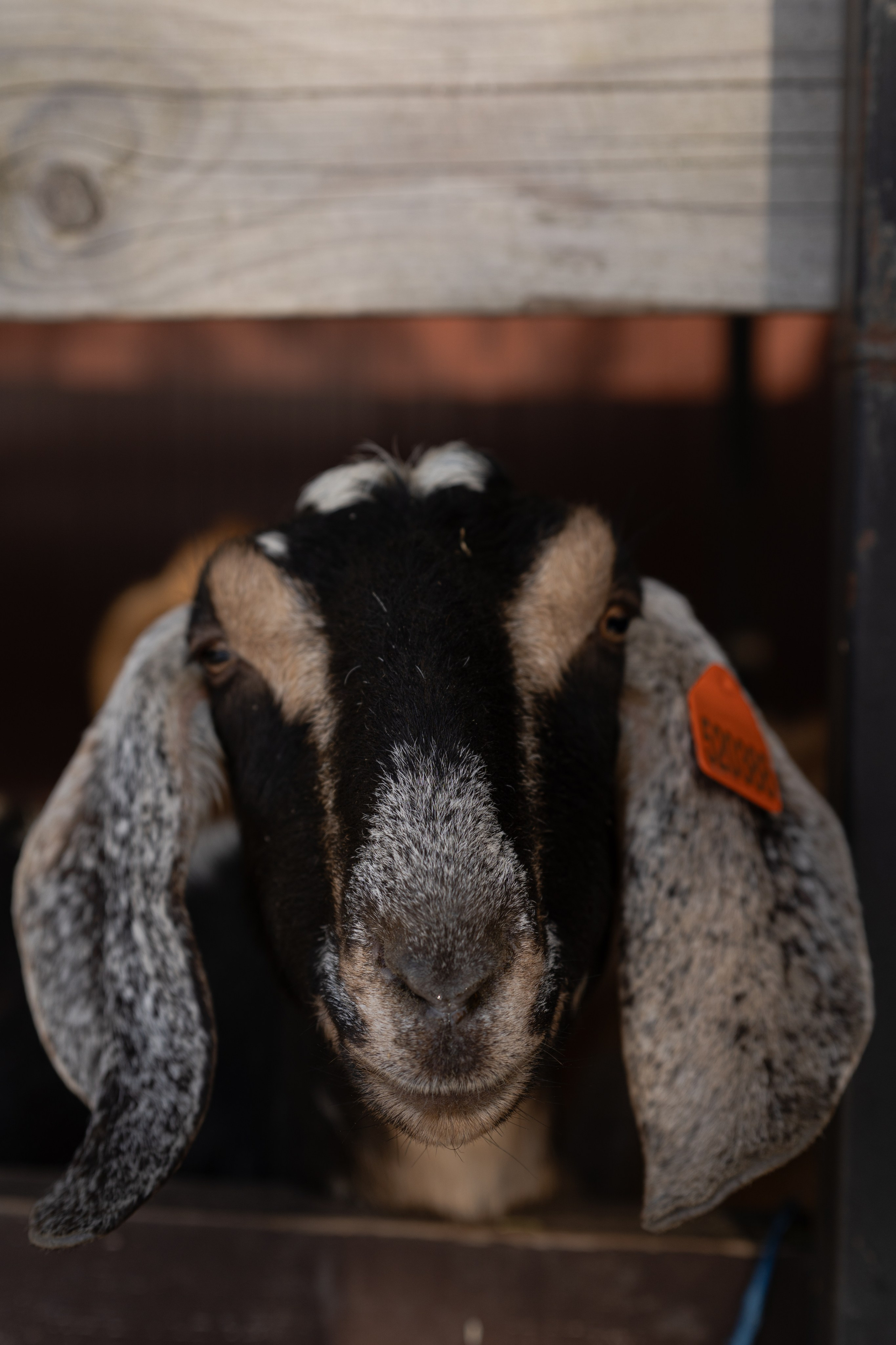 Маша, бигль Вера и её ферма. Семейный фотограф в Москве Алёна Чача