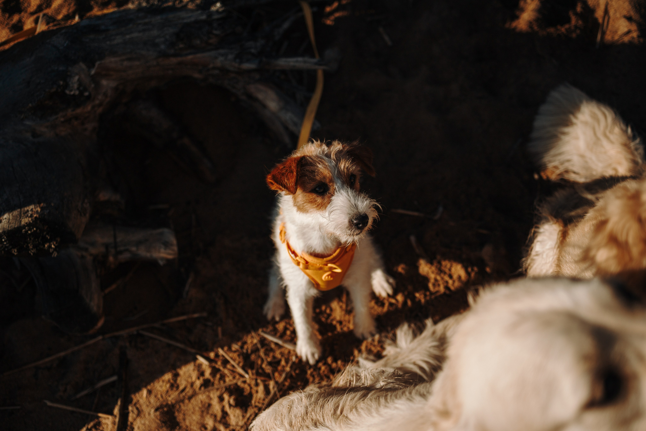 Катя и ее девочки. Фотограф — Анималист | Санкт-Петербург