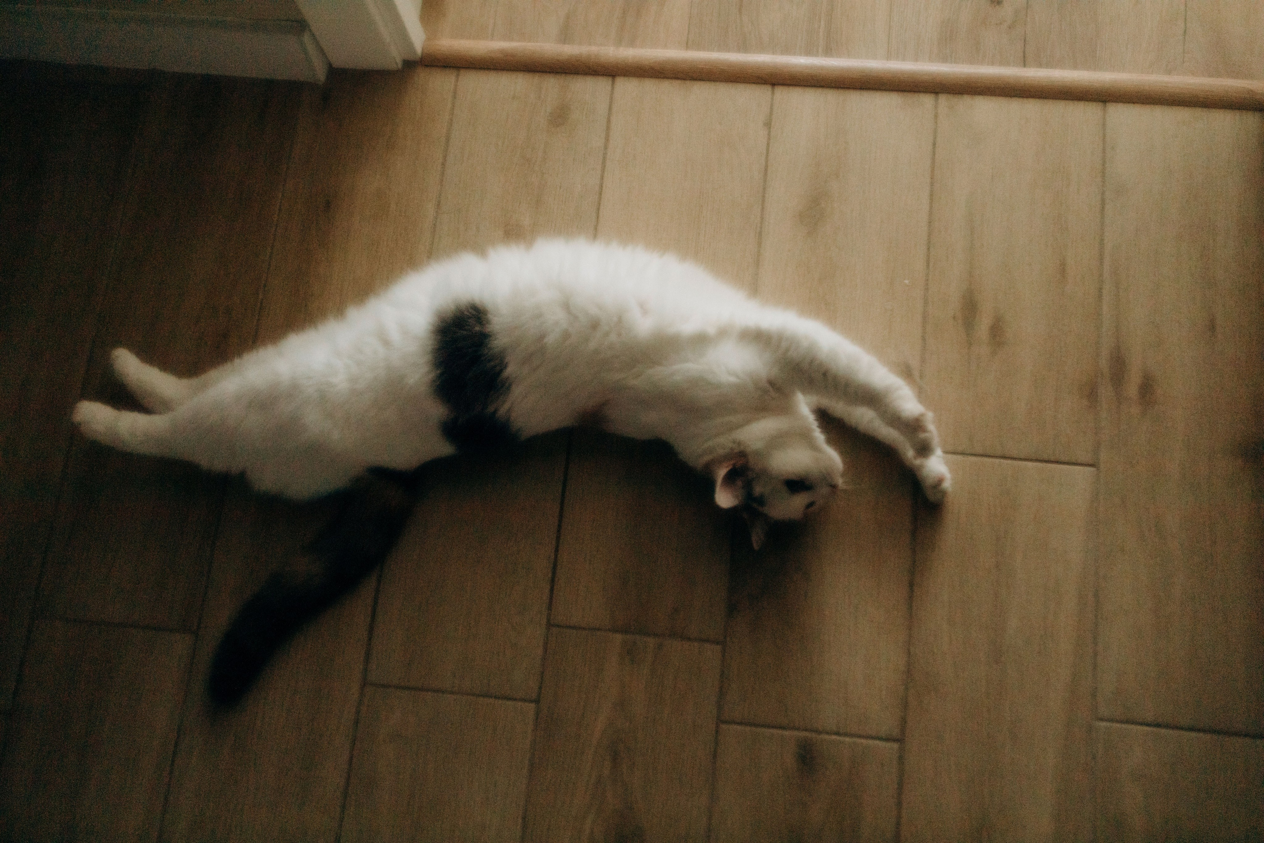 Нежность. Свадебный и семейный фотограф Арестенко Анастасия