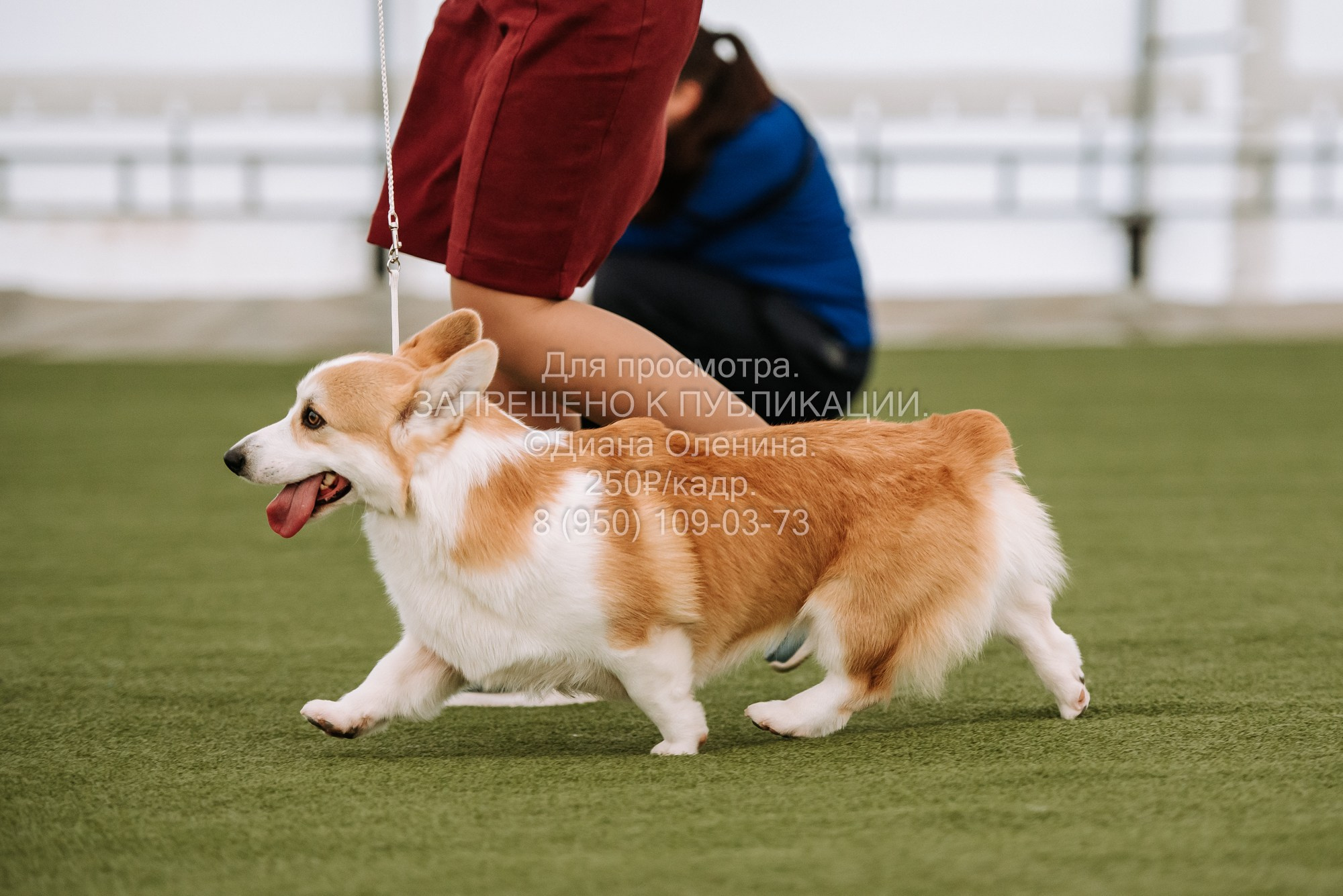 Выставка собак Красноярск 2.06. Фотограф Диана Оленина Красноярск / Братск