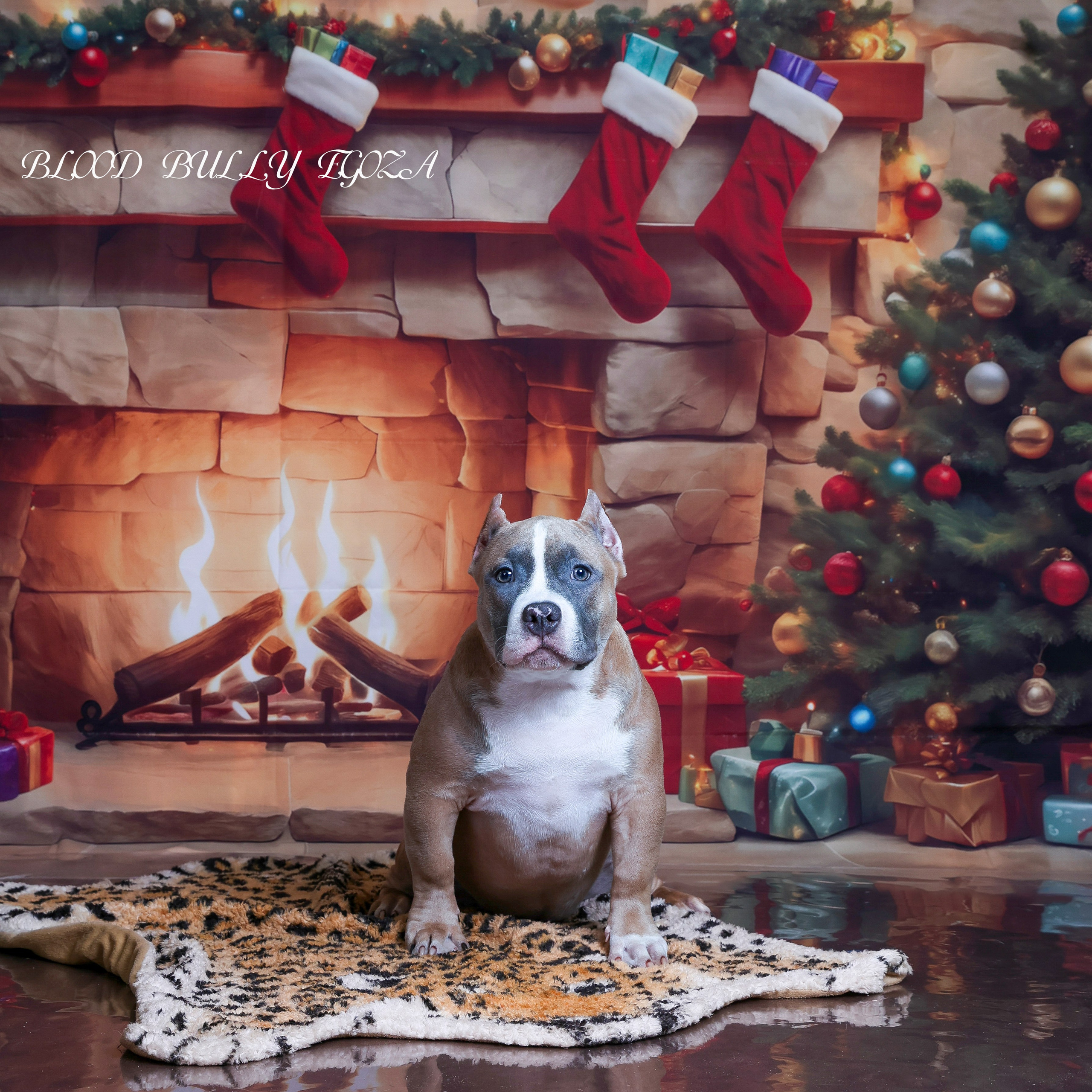 Американский булли!. Фотограф 📸 семейный, предметный, репортажный