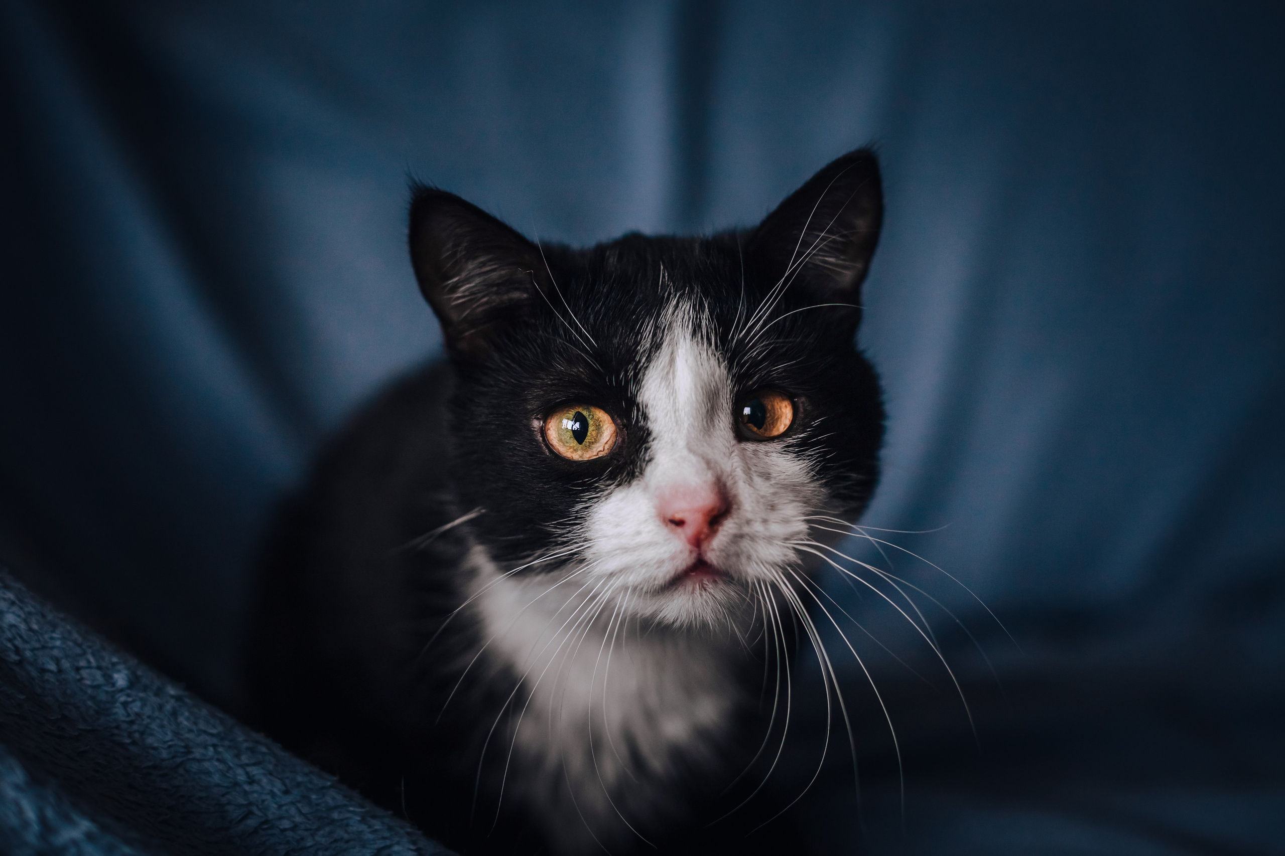 Фотограф-анималист Татьяна Степанова