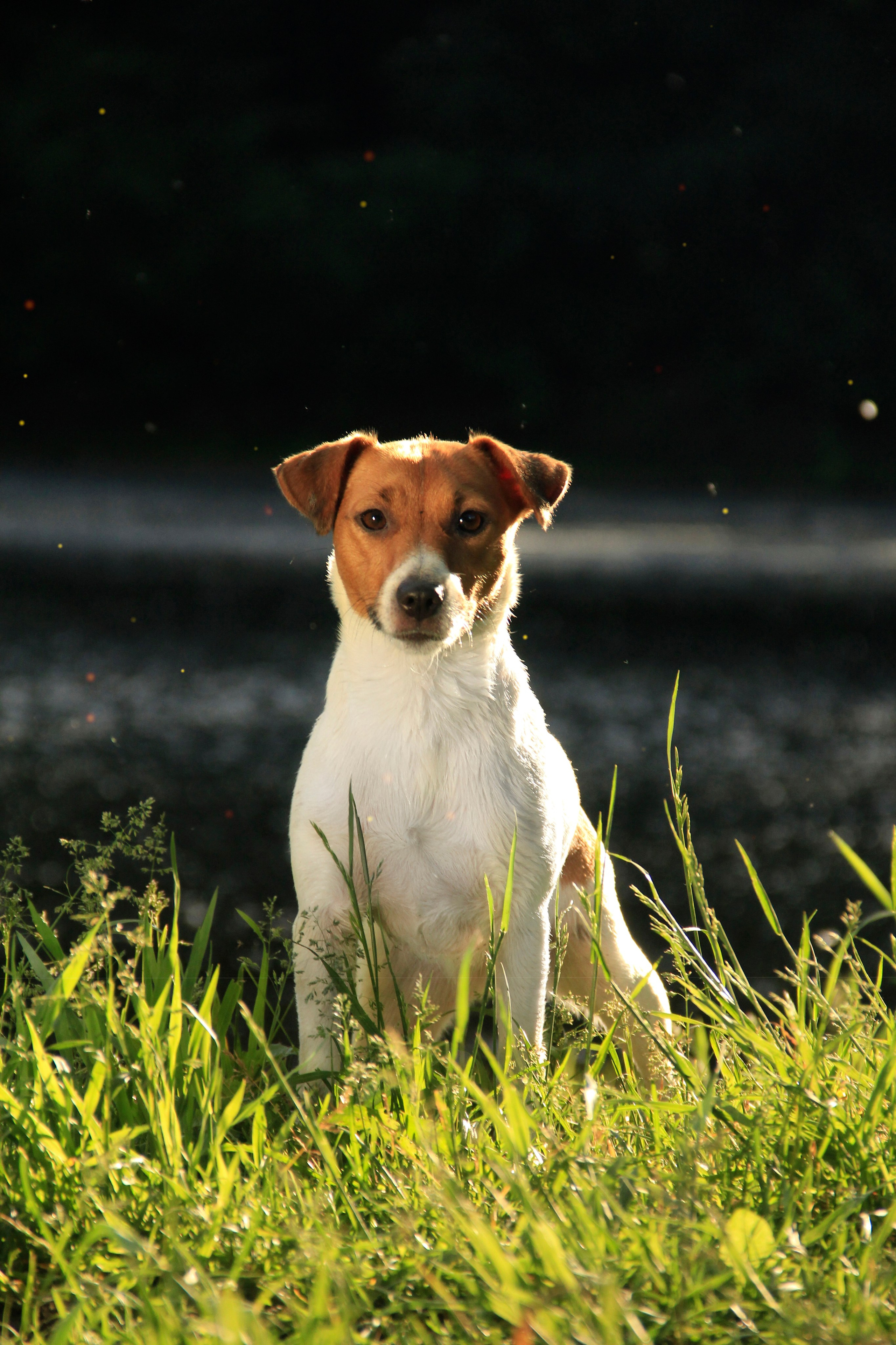 Прогулки. Фотограф — анималист в Москве и области Ольга Петракова