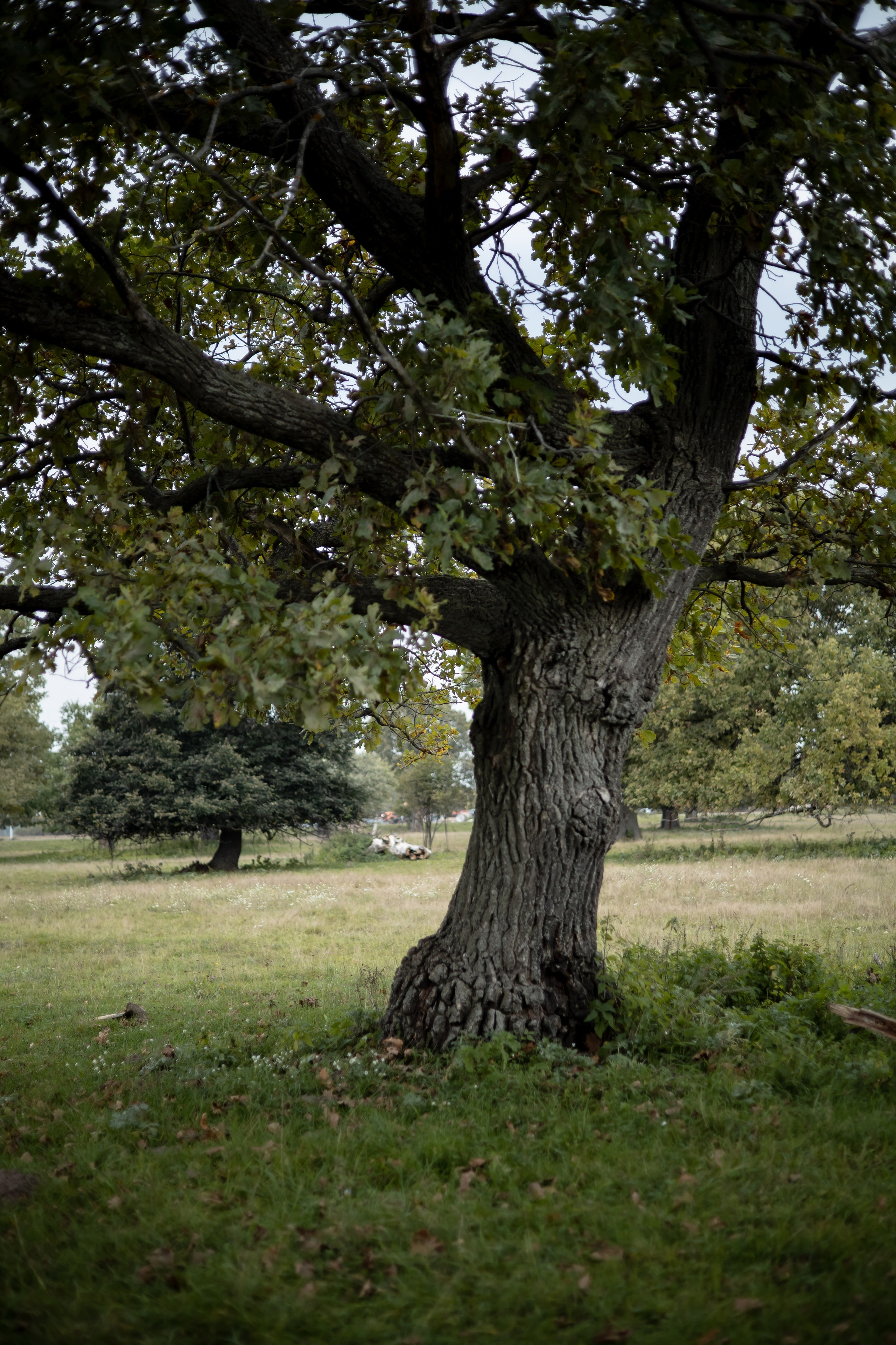 Николай+Диана. Фотограф Элла Ефимова