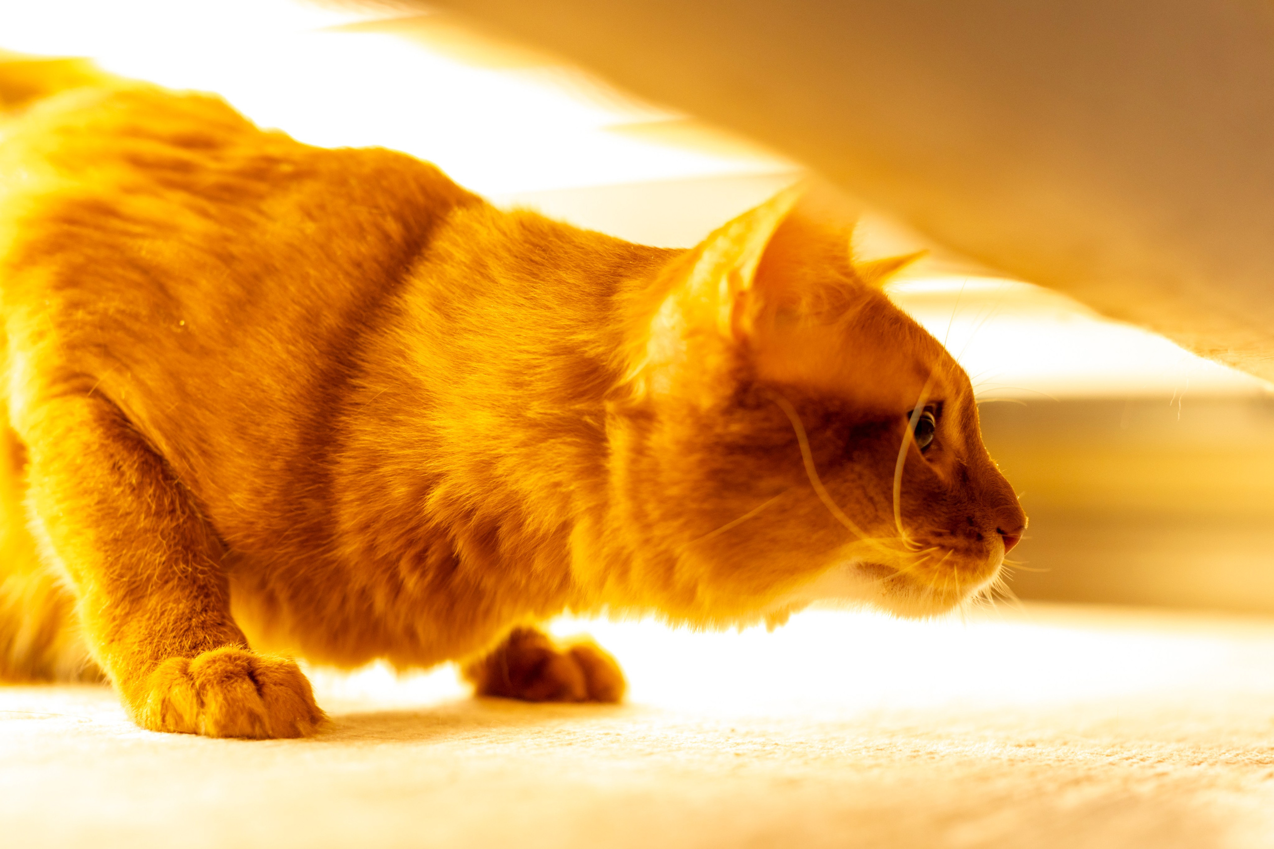 Сомали. Art my Pho