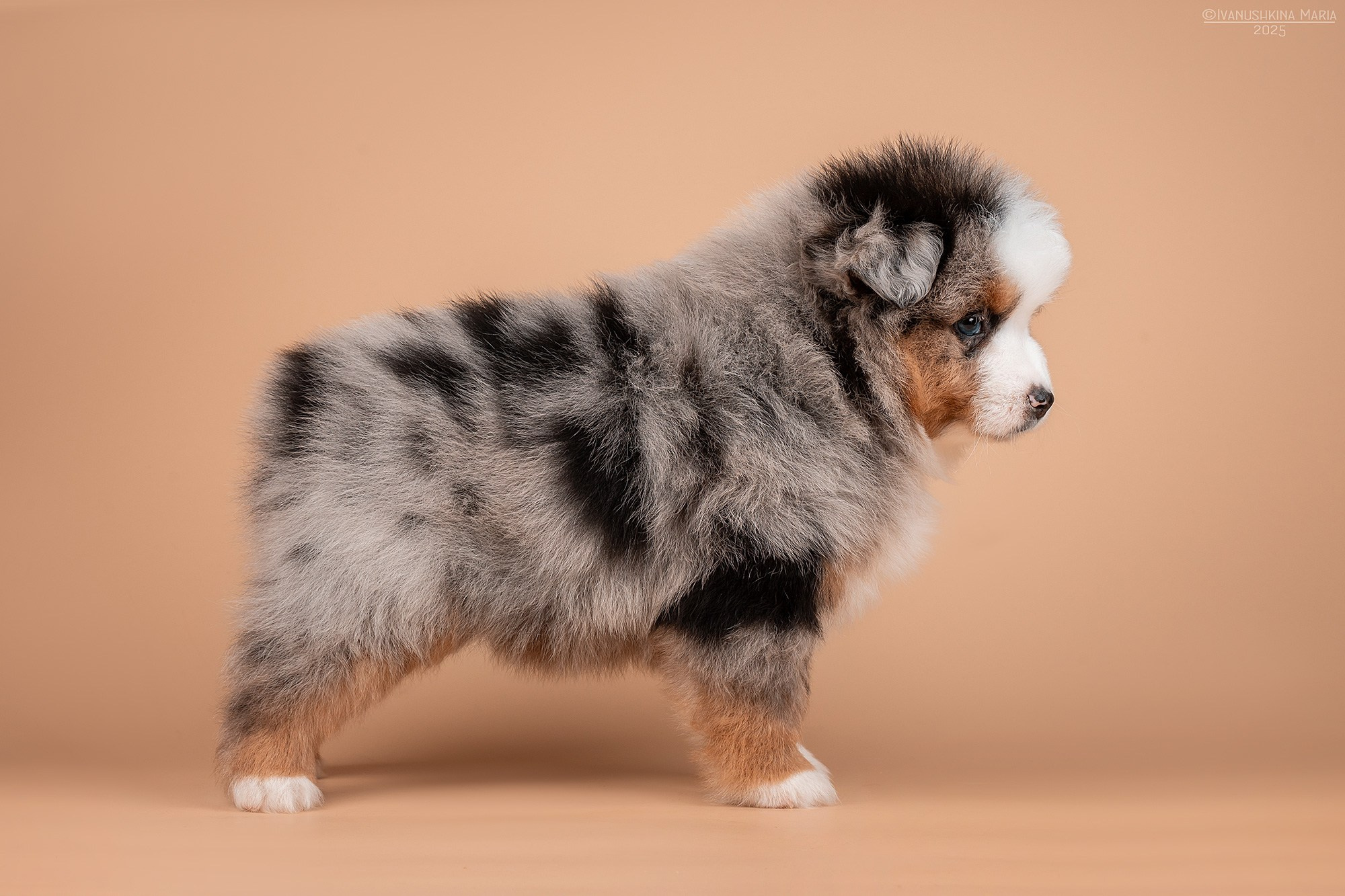 Экстерьерная фотосессия собаки. Фотограф собак в Москве и Московской области Иванушкина Мария