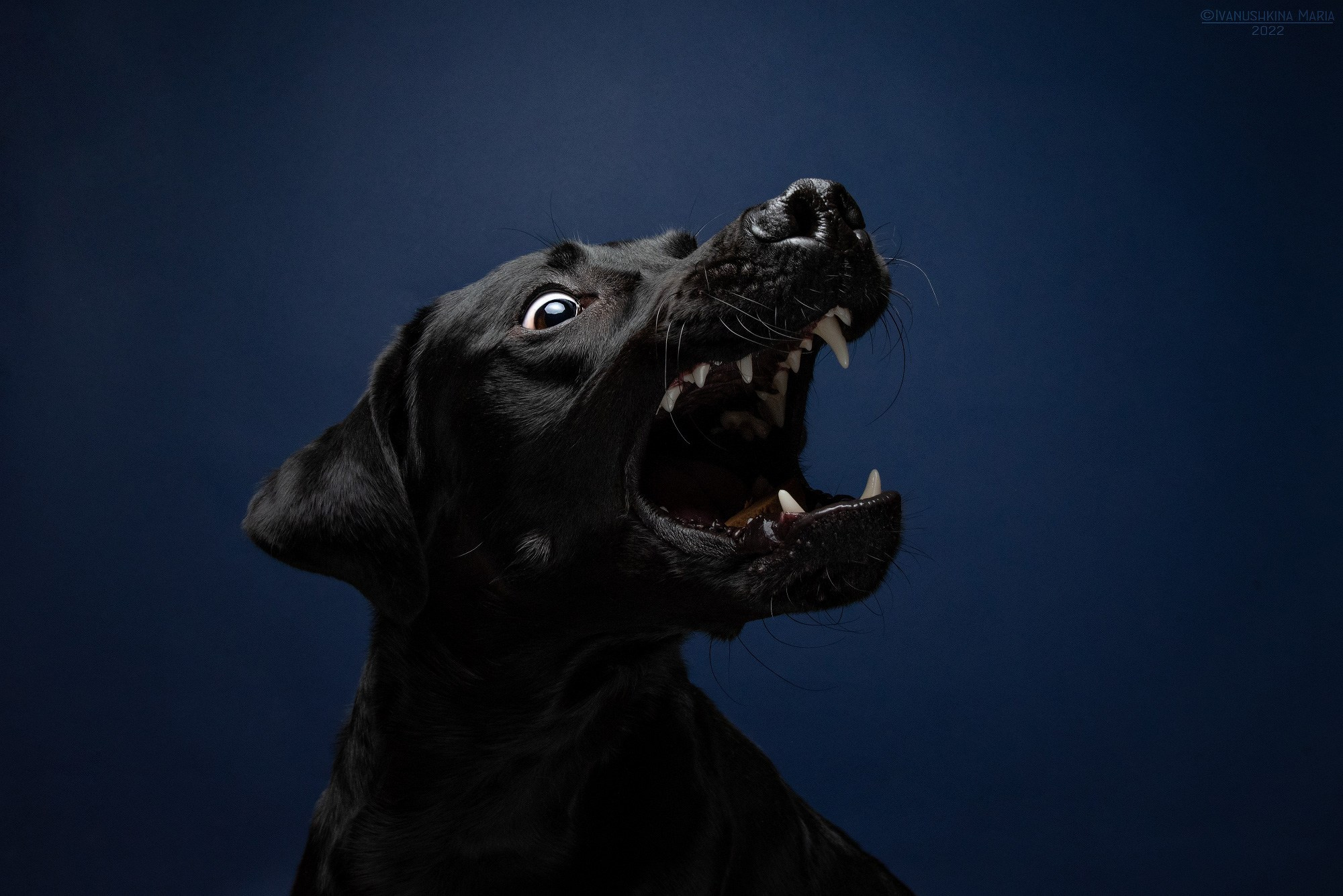 Фотосессия собаки в студии. Фотограф собак в Москве и Московской области Иванушкина Мария