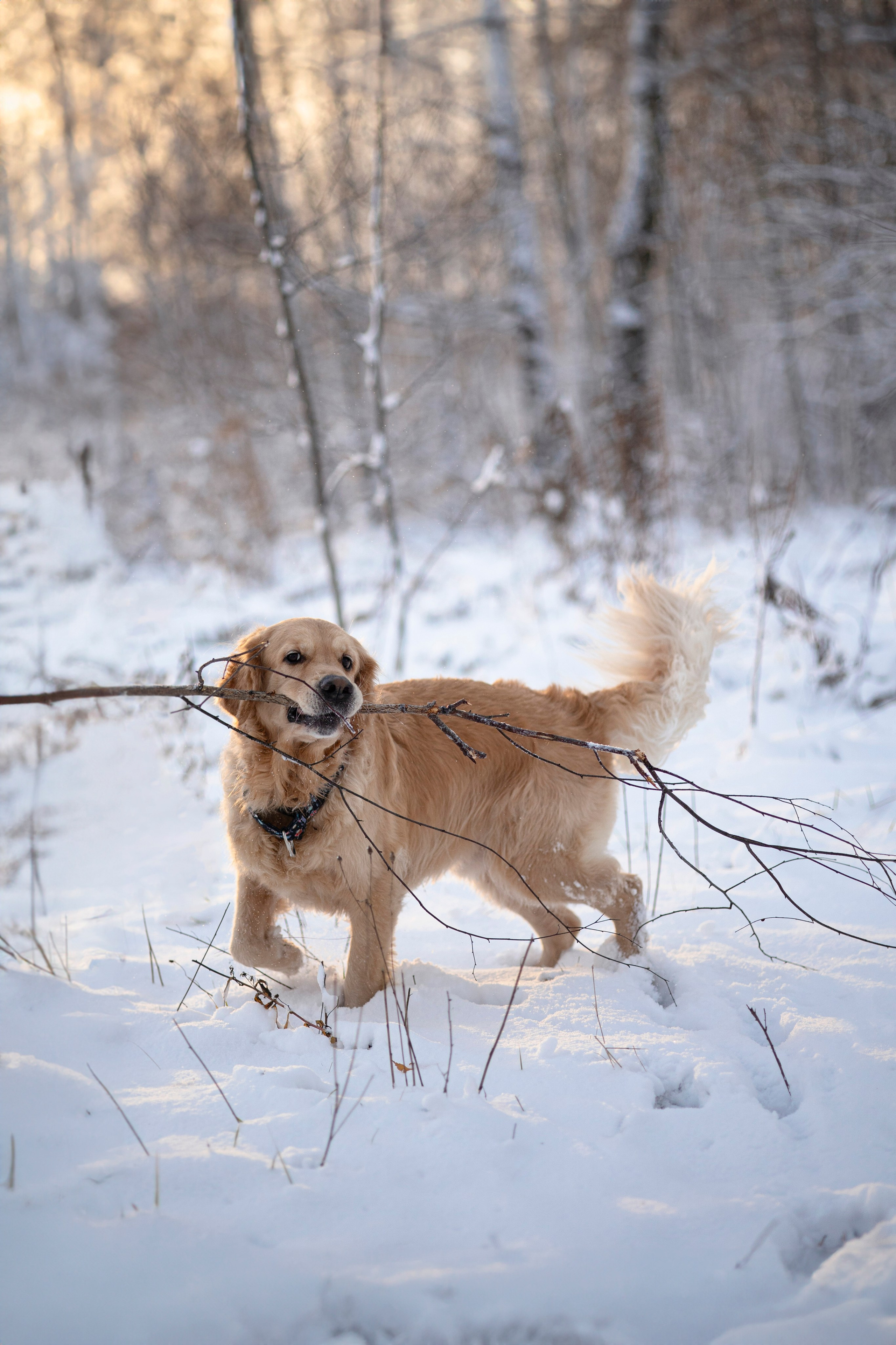 Съемка с собакой. Анастасия Белаш