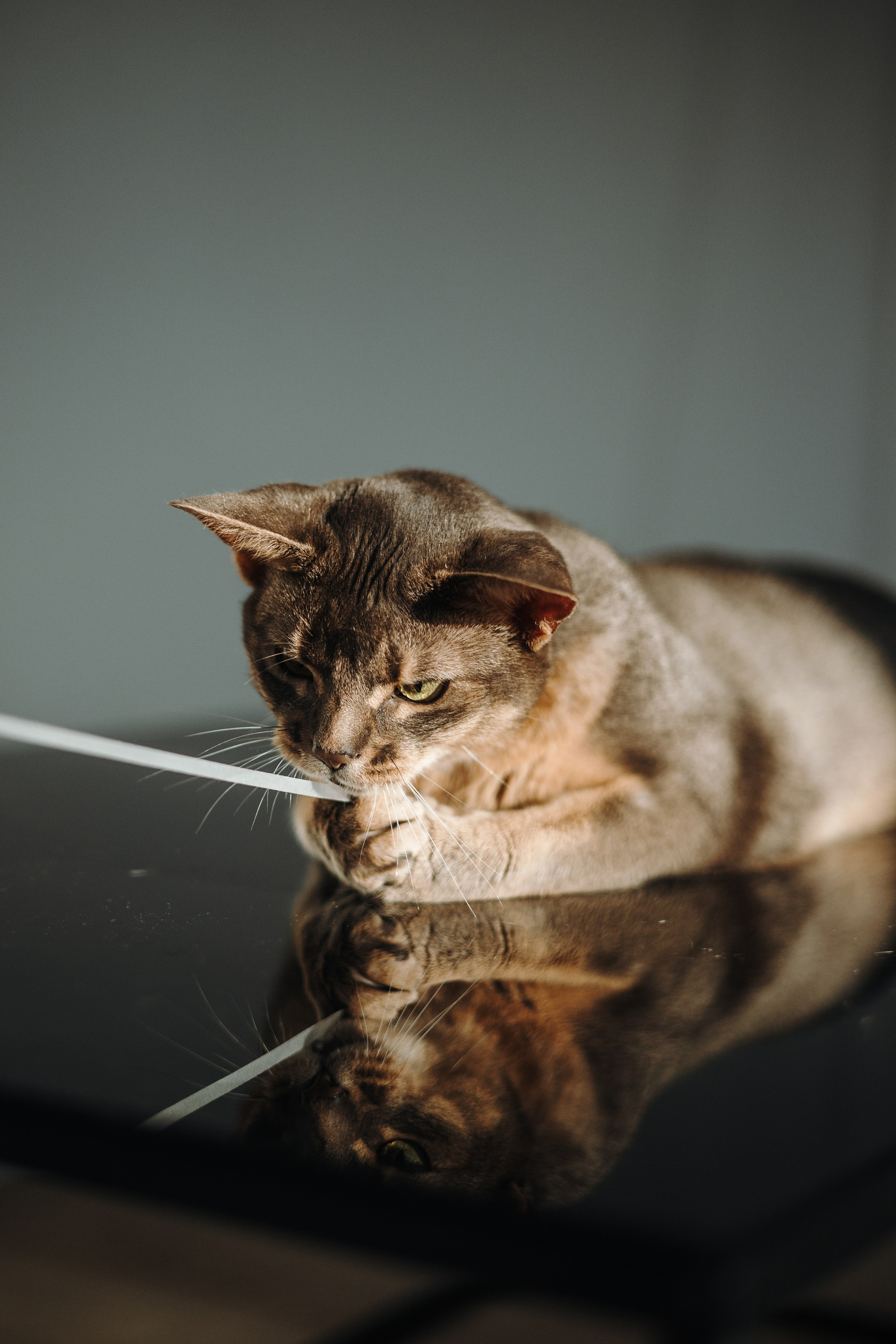 Циско и его семья. Фотограф — Анималист | Санкт-Петербург