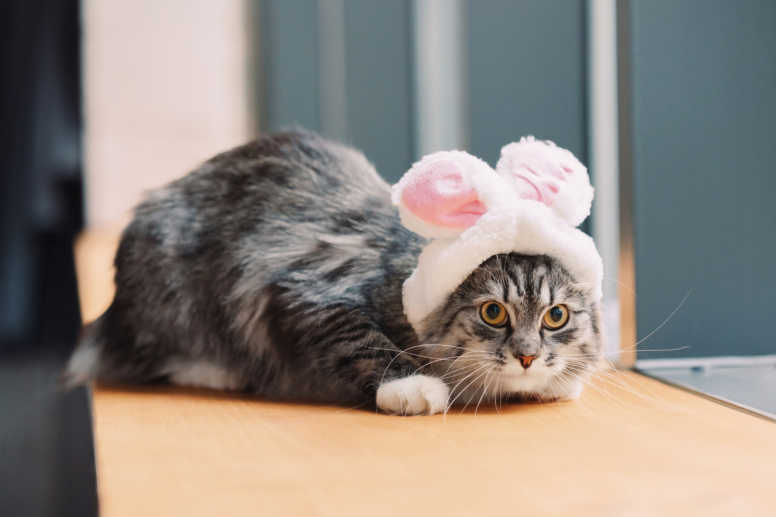 Магазин Friend of mine. Фотограф-анималист Елена Радченко, Москва