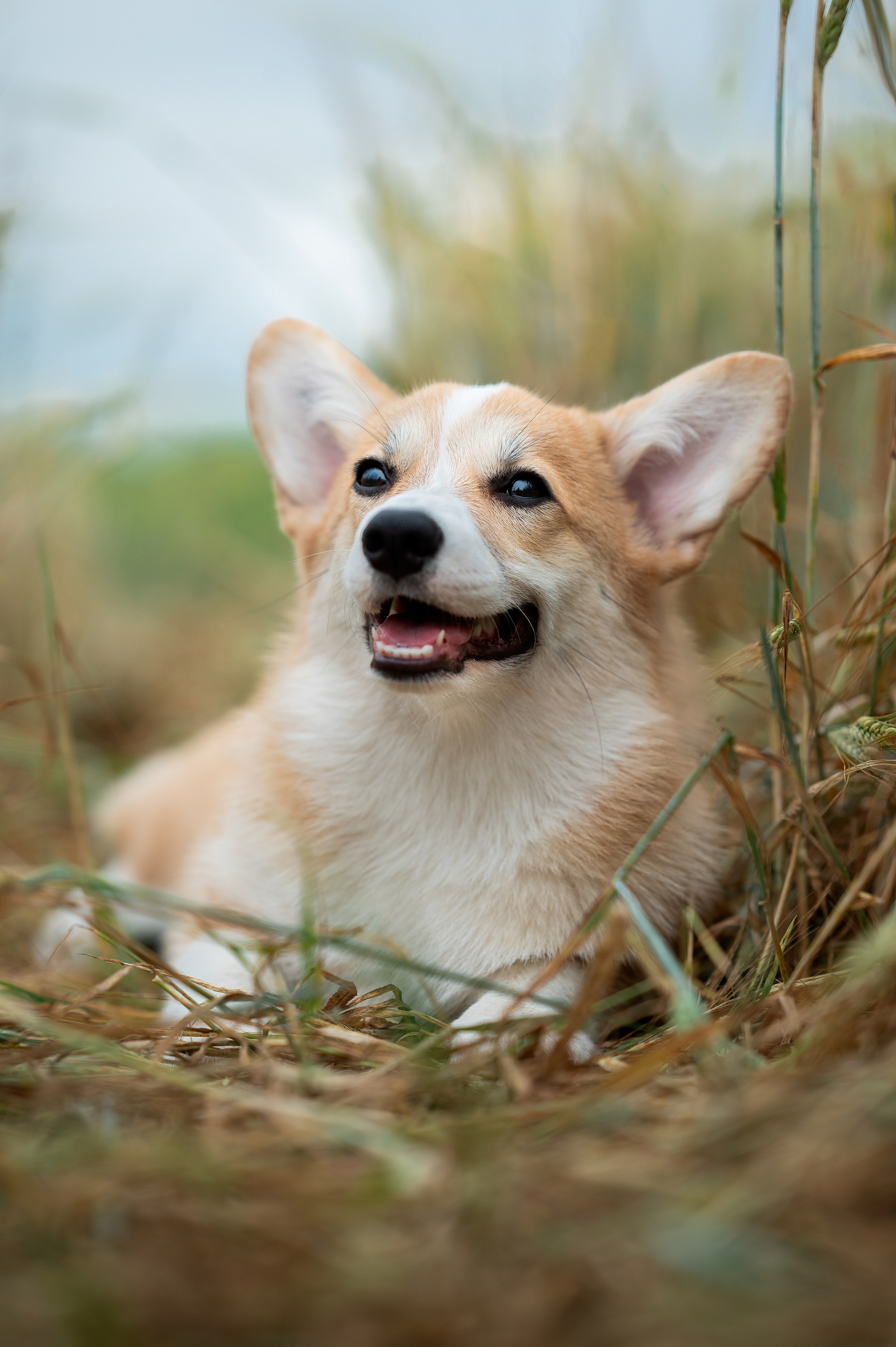 Заводчик Ольга Кушкина. Творческий фотограф Вологда