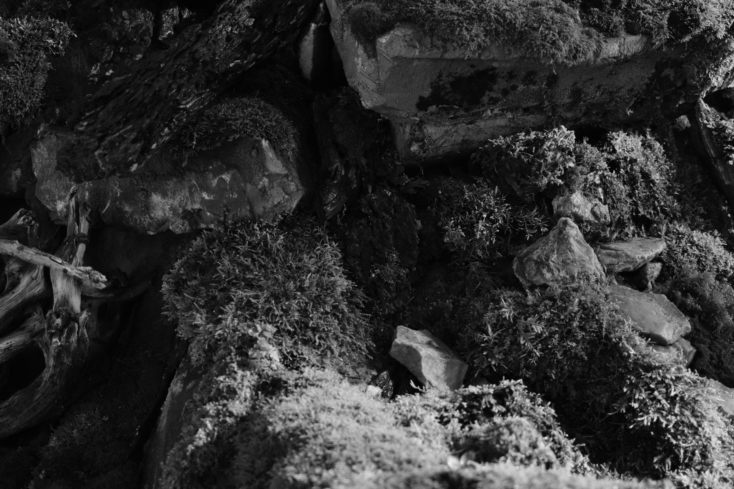 Аптекарский огород. Профессиональный фотограф в Москве Захар Ишутин