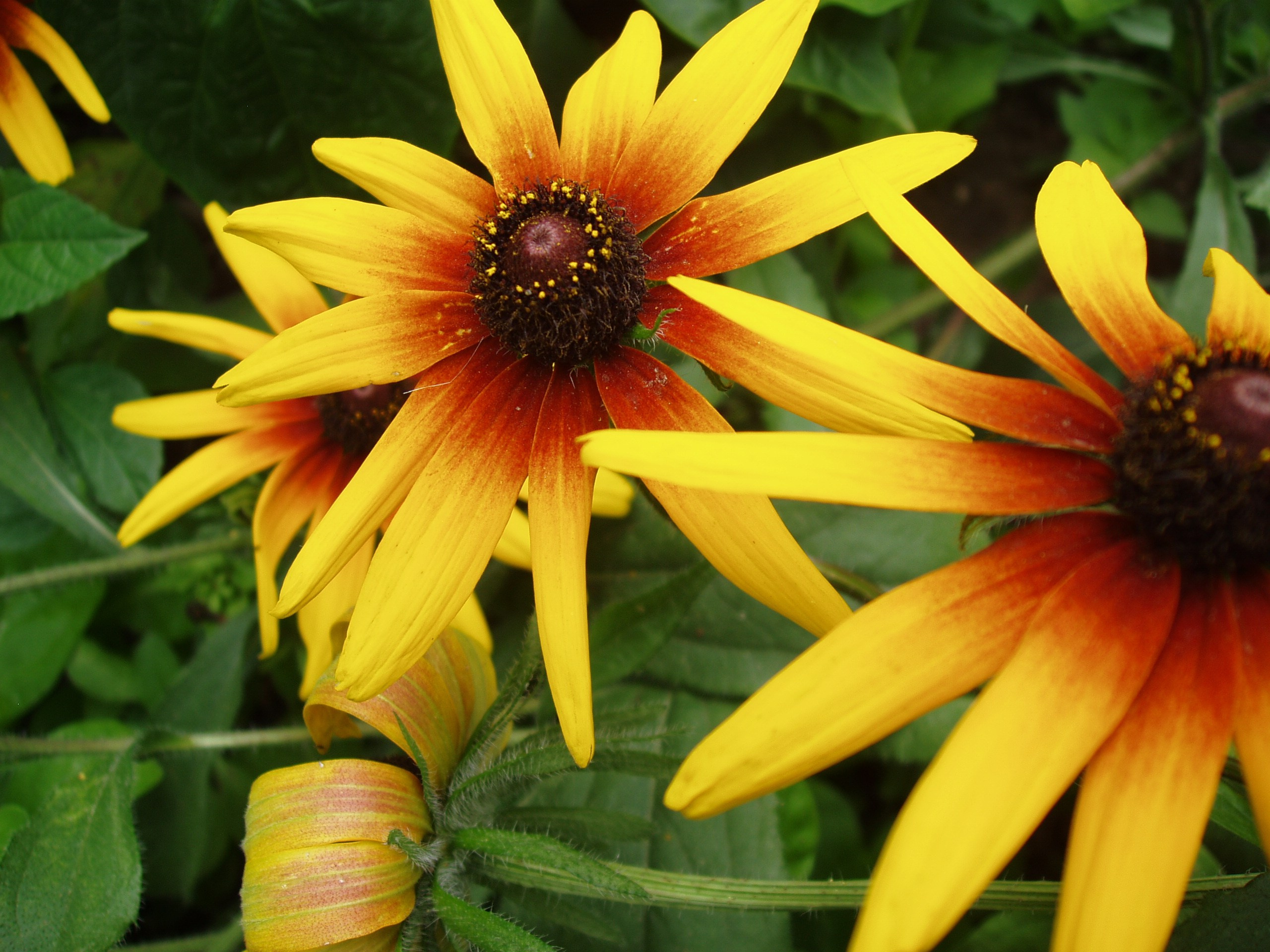 Отпуск 20.07-17.08. Семейный, Свадебный фотограф СПБ Питер— Романова Екатерина