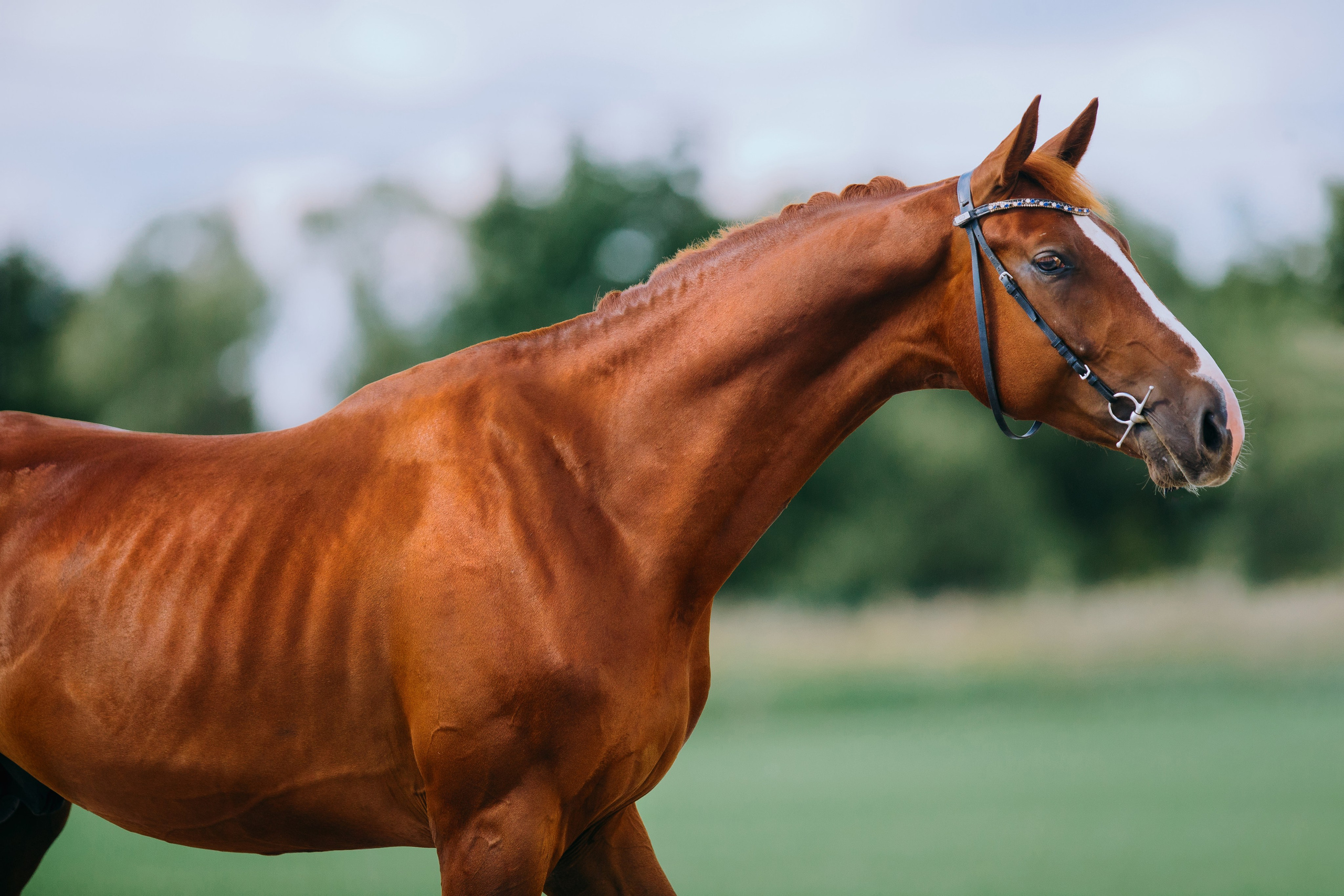 На природе. Фотограф-анималист Ксендзова Кристина