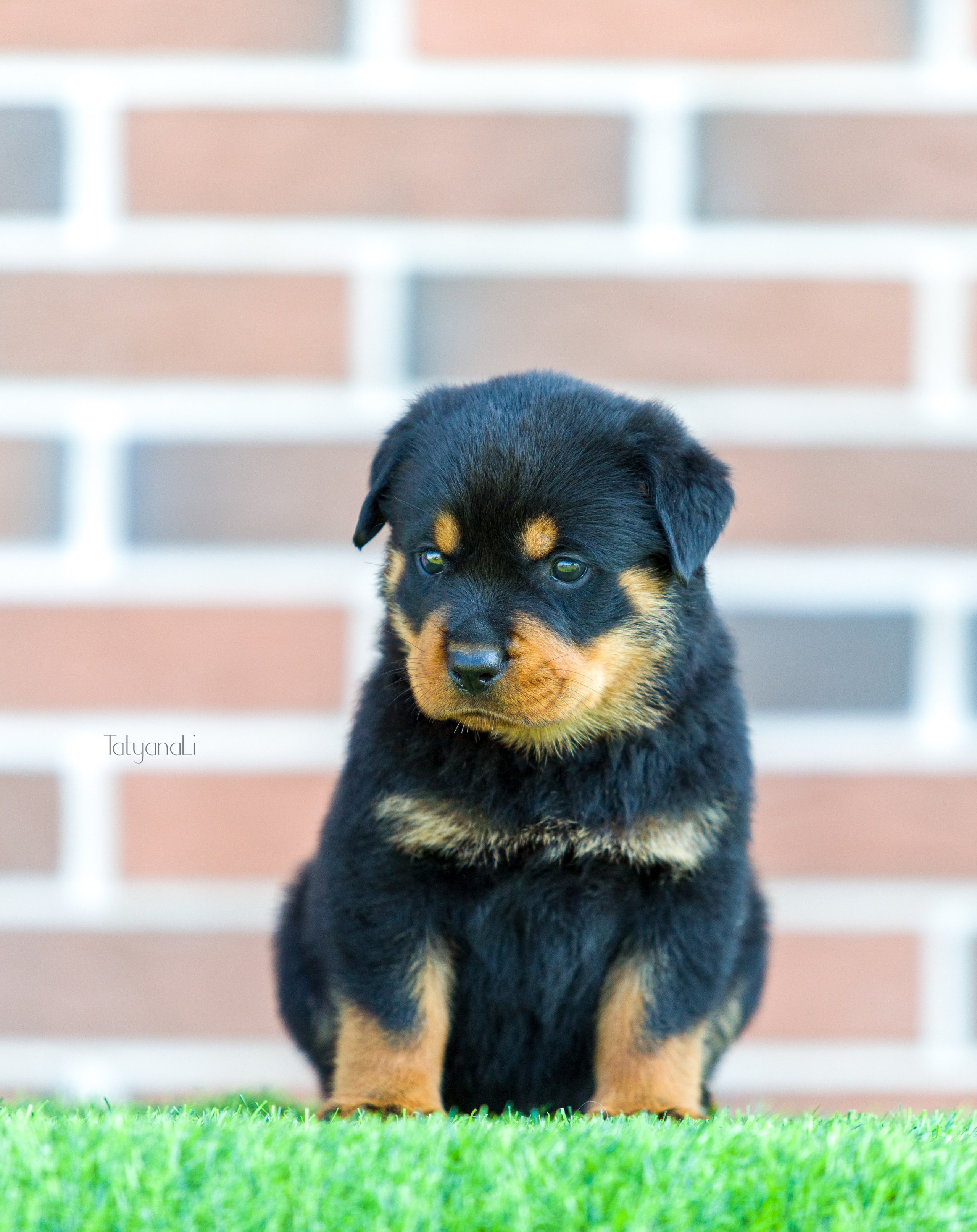 Ротвейлер. Фотограф — анималист Татьяна Ли