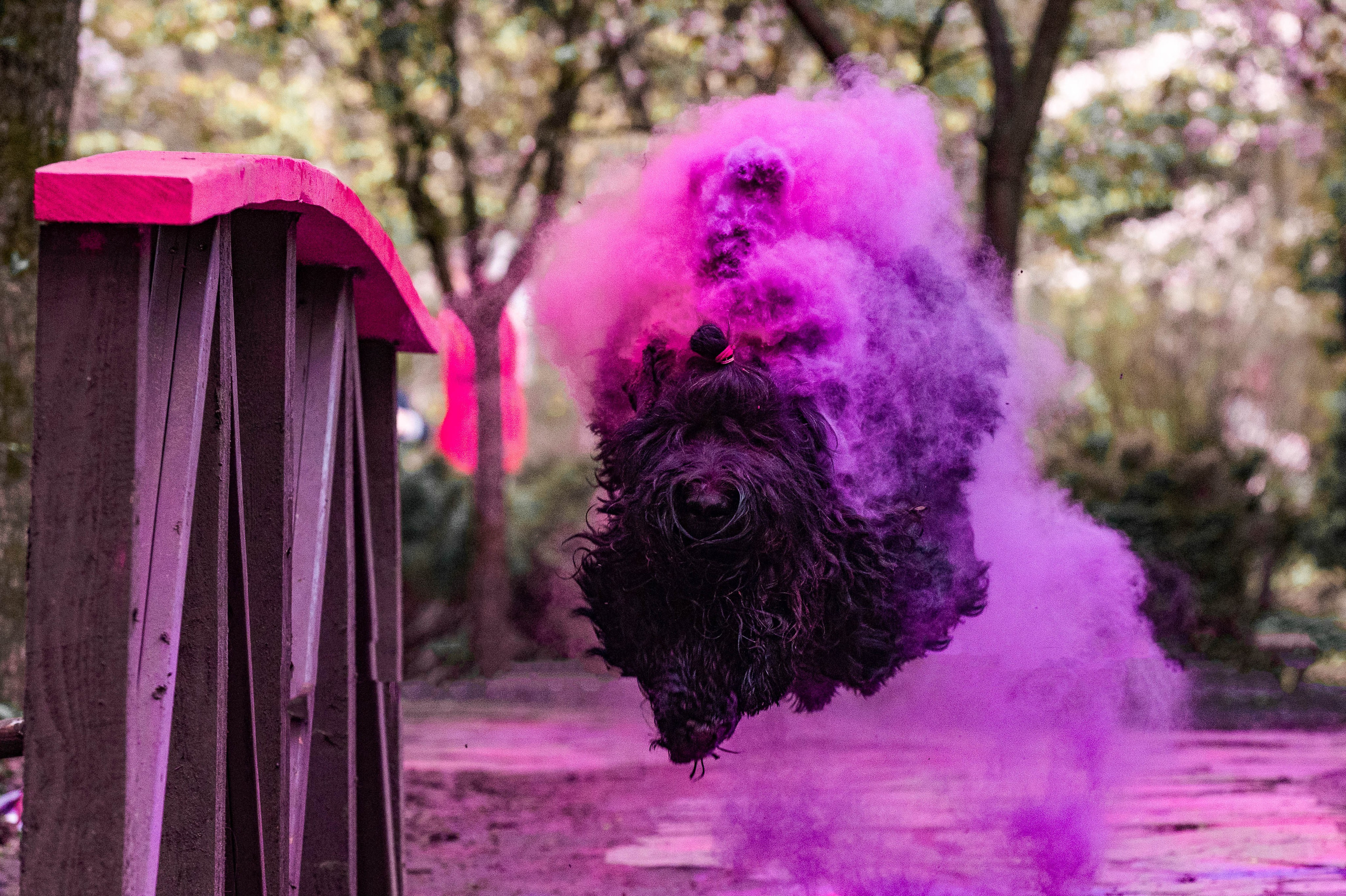 Черныши, сакура и краски холи. Фотограф-анималист