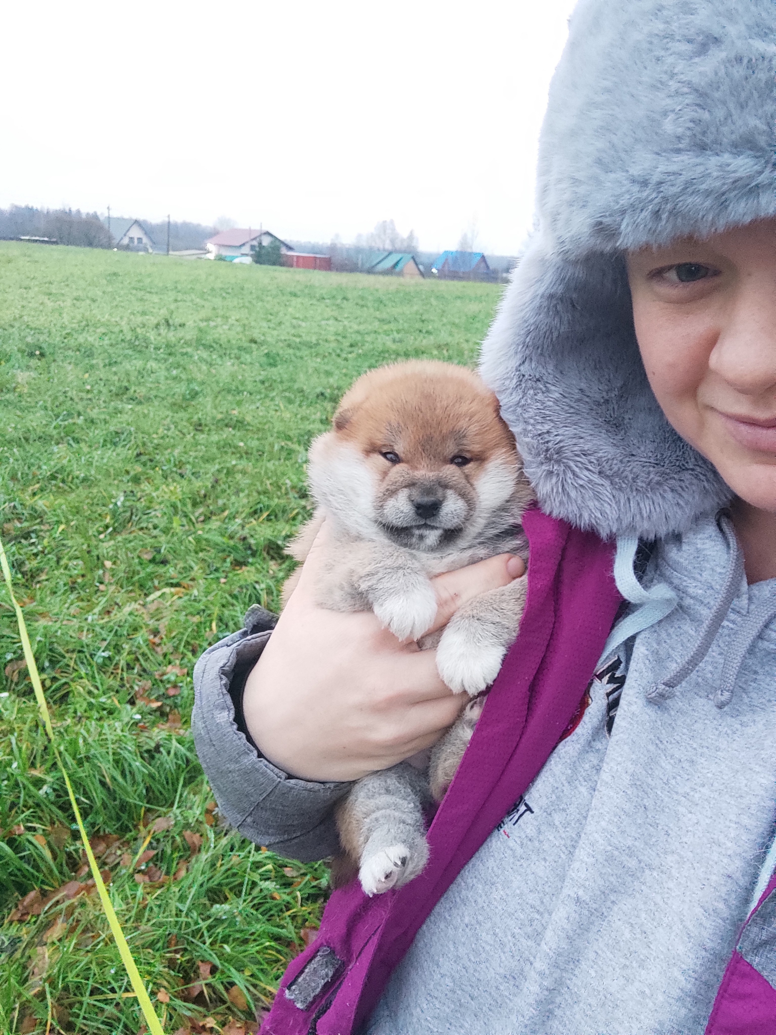 сиба питомник Рубилайт щенки на продажу rubylight  сиба щенки купить СПб Санкт-Петербург 