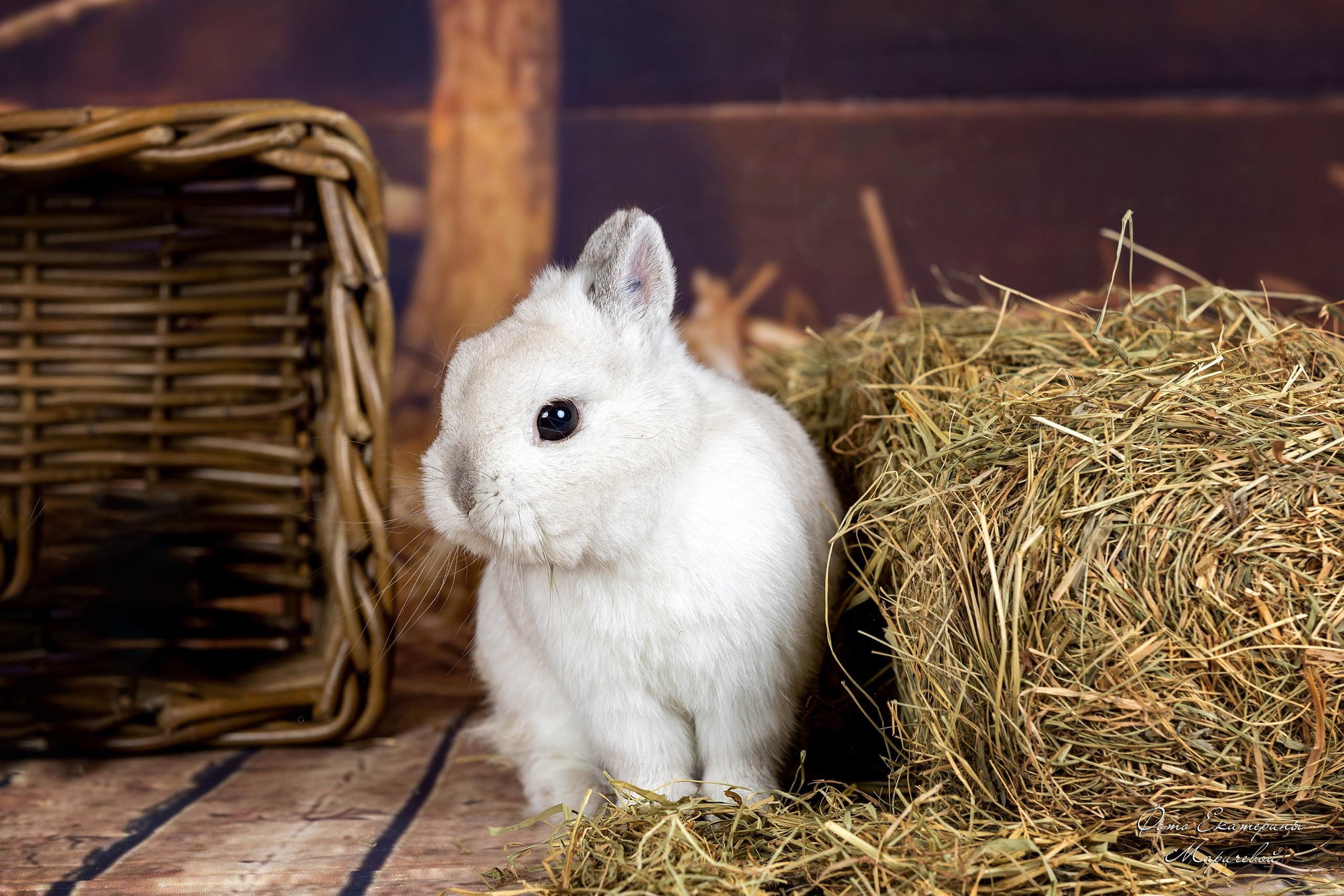 Тематические фоны с рисунком. Фотограф-анималист в Омске Екатерина Маричева