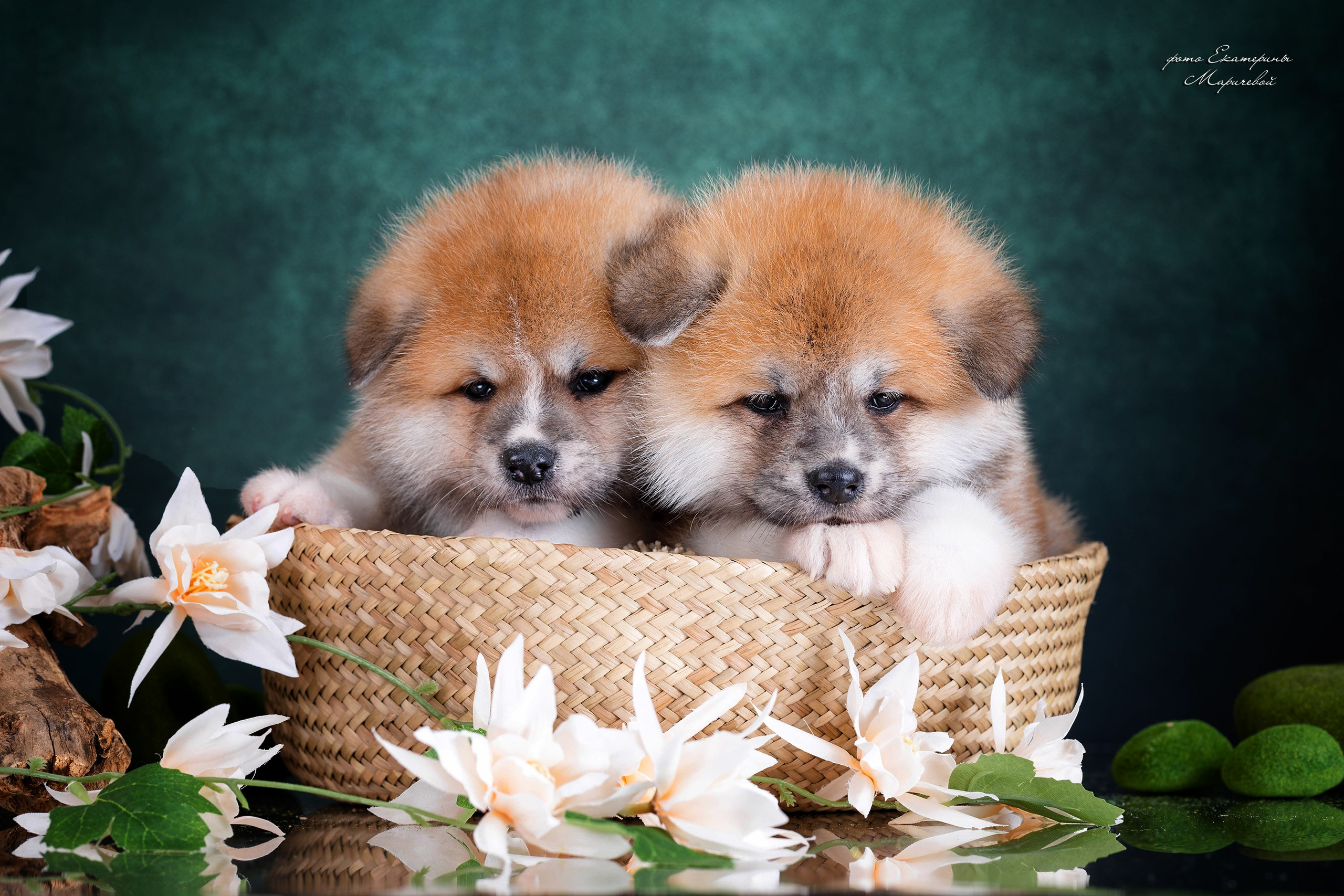 Галерея щенков. Фотограф-анималист в Омске Екатерина Маричева