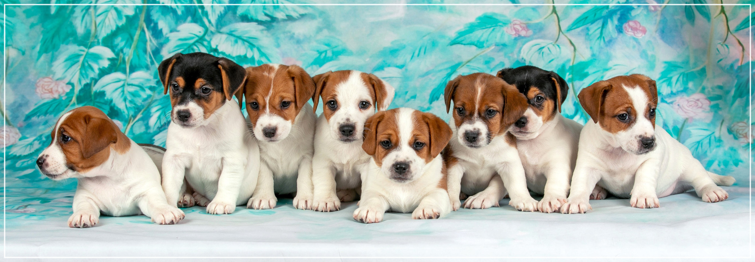 Фоны. Фотограф-анималист в Омске Екатерина Маричева