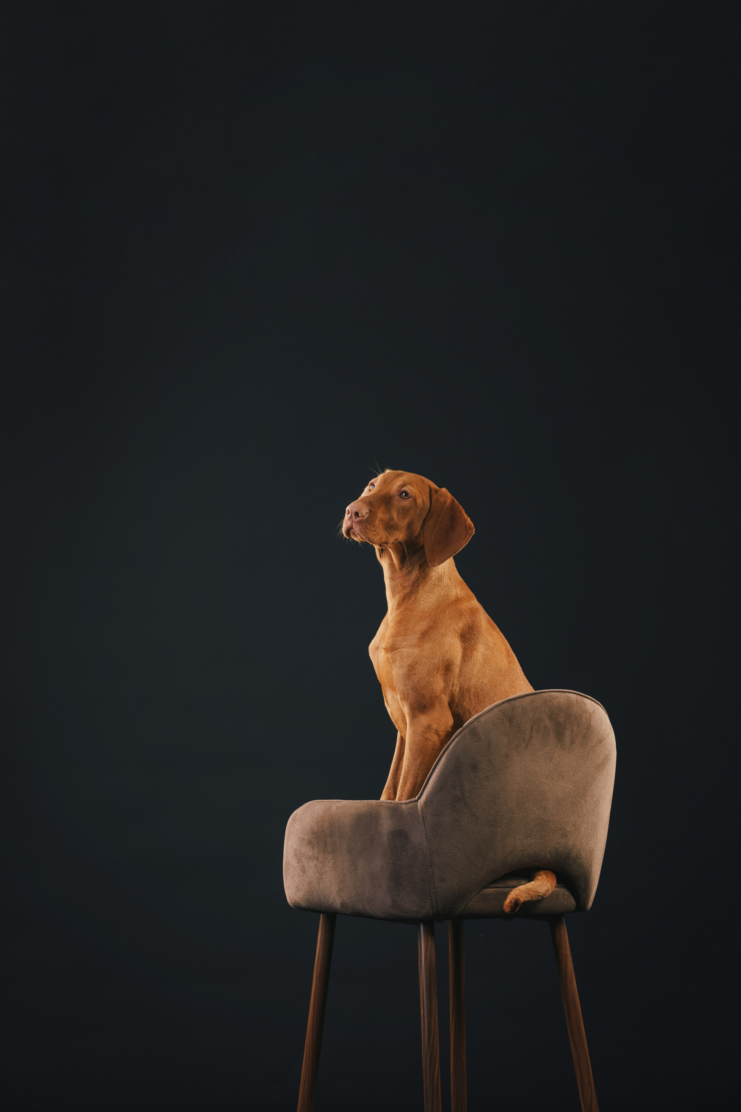 Выжла Гая. Фотограф анималист Осипчикова Мария