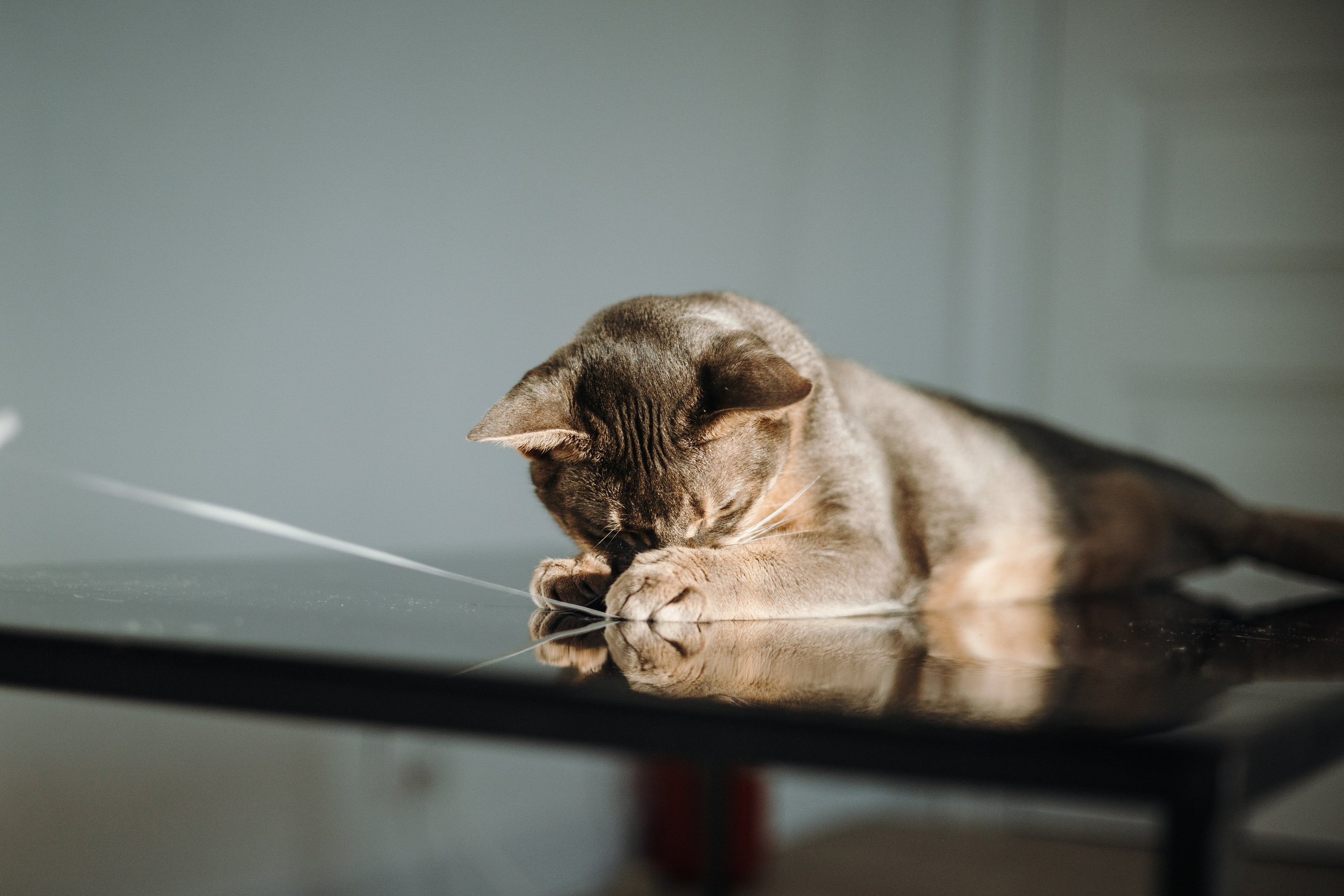 Циско и его семья. Фотограф — Анималист | Санкт-Петербург